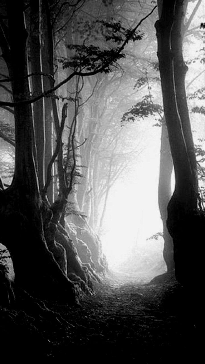 720x1280 Nature iPhone wallpaper. Black and white landscape, Black and white tree, Black tree