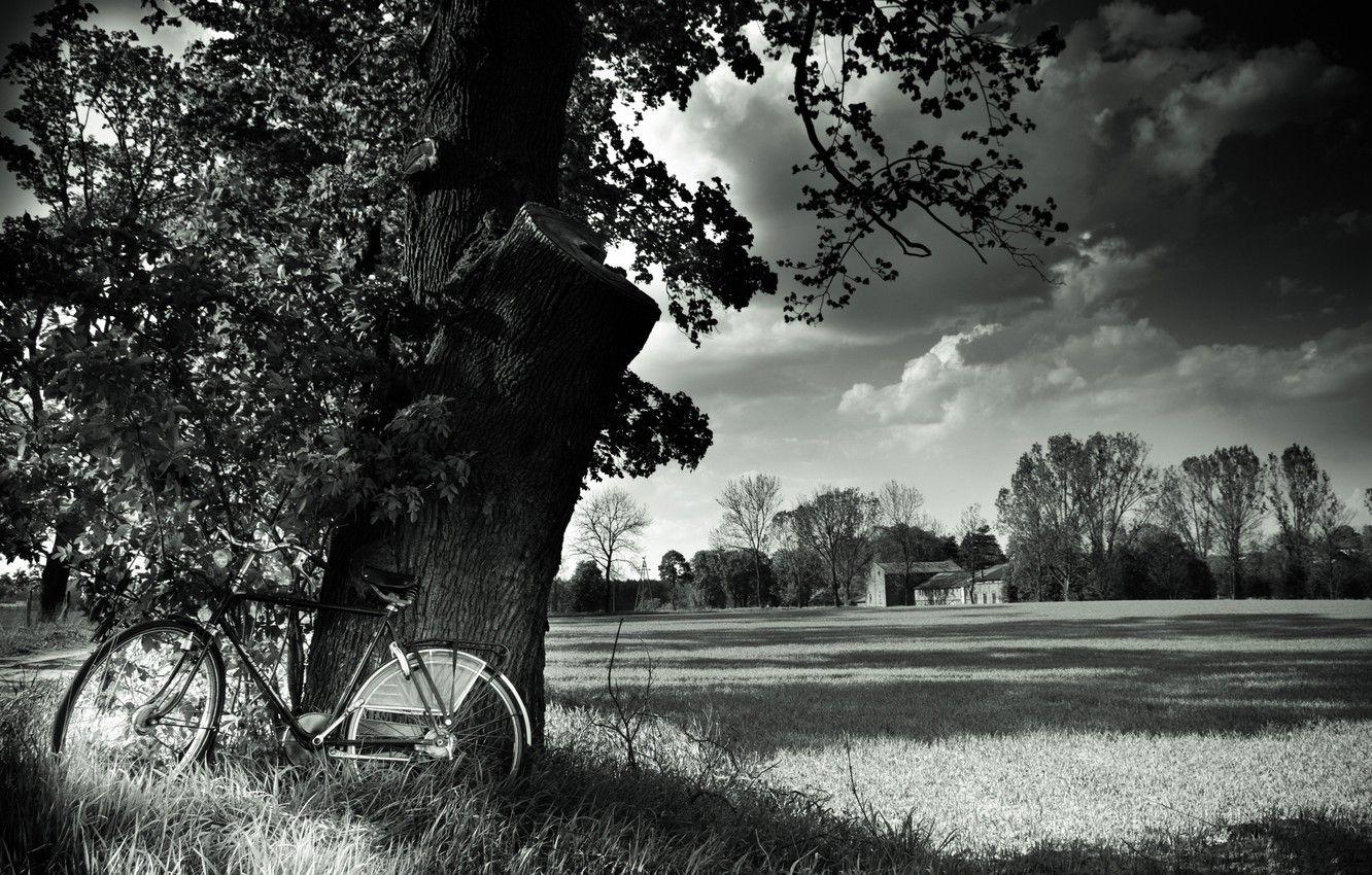 1332x850 Wallpaper field, landscape, nature, bike, tree, bicycle, black and white, field, landscape, nature, tree, black and white image for desktop, section пейзажи