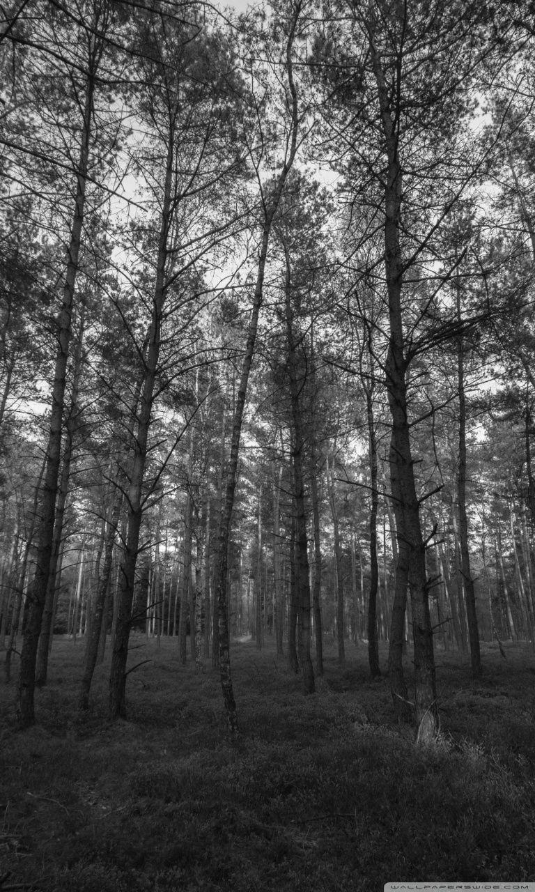 768x1280 Forest Black and White Ultra HD Desktop Background Wallpaper for 4K UHD TV : Widescreen & UltraWide Desktop & Laptop : Tablet