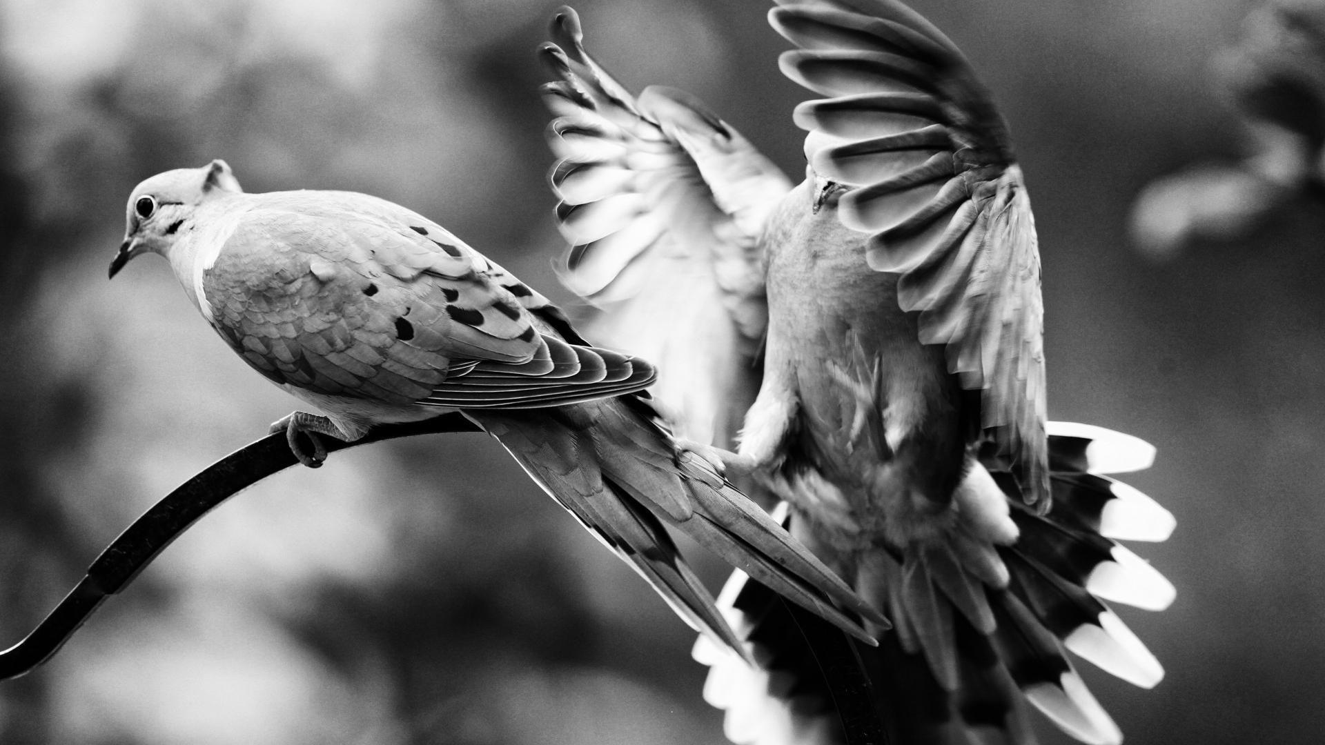 Black and White Bird Wallpapers - Top Free Black and White Bird