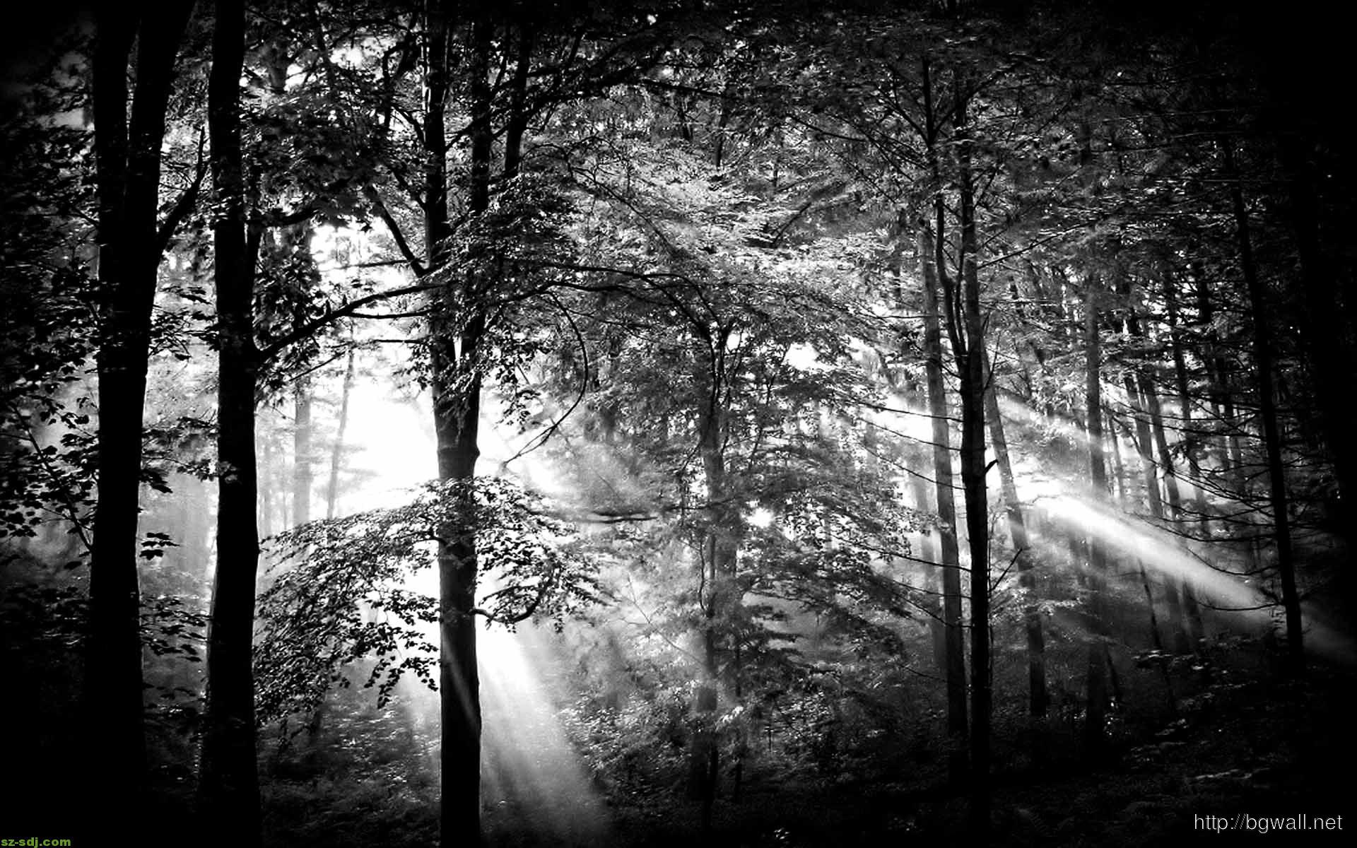 1920x1200 Black White Ray Of Light Wallpaper
