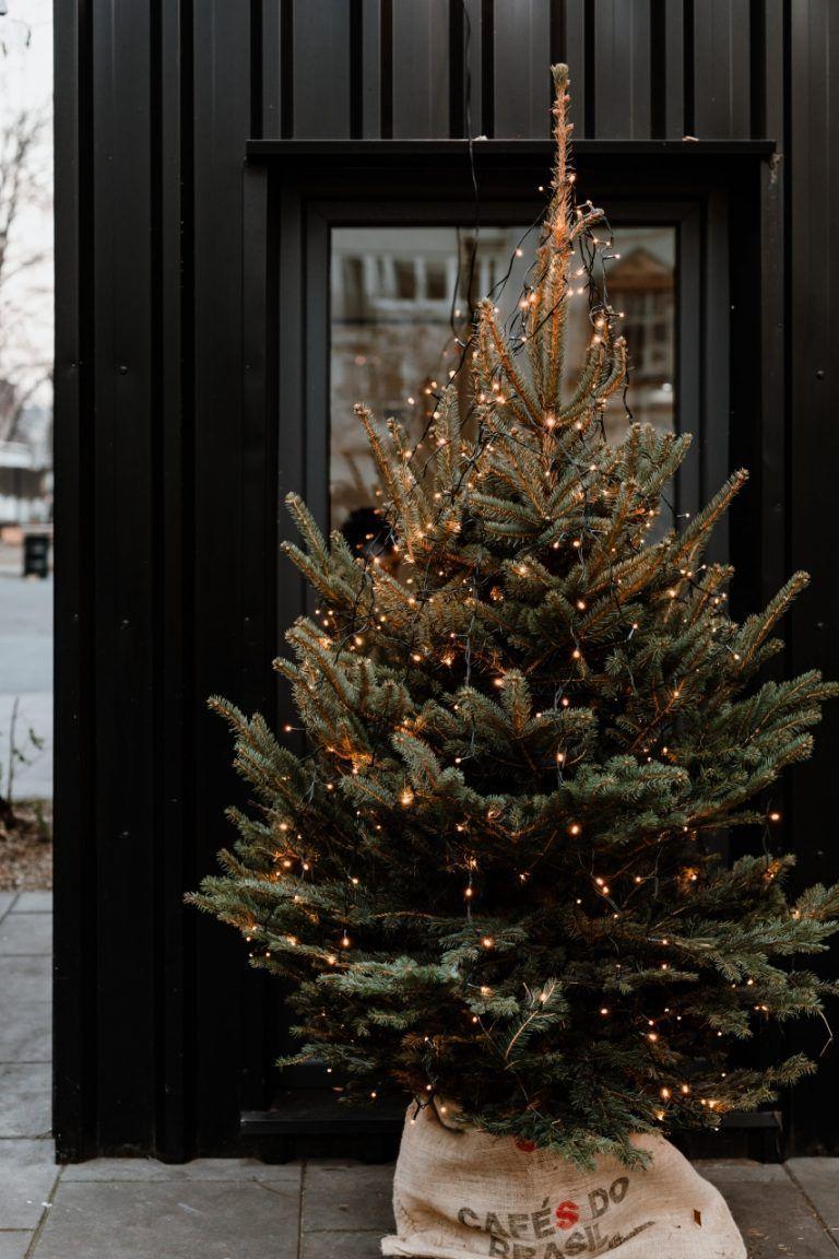 768x1152 Choose the right Christmas tree Belle advice SLUISWEG #christmaswallp. Christmas wallpaper, Wallpaper iphone christmas, Xmas wallpaper