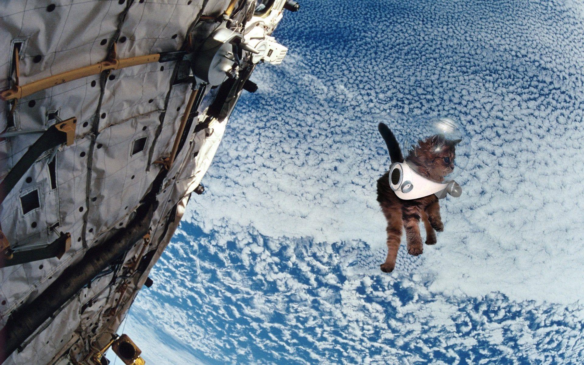1920x1200 Kitten Space Walk [1920x1200] (silly)