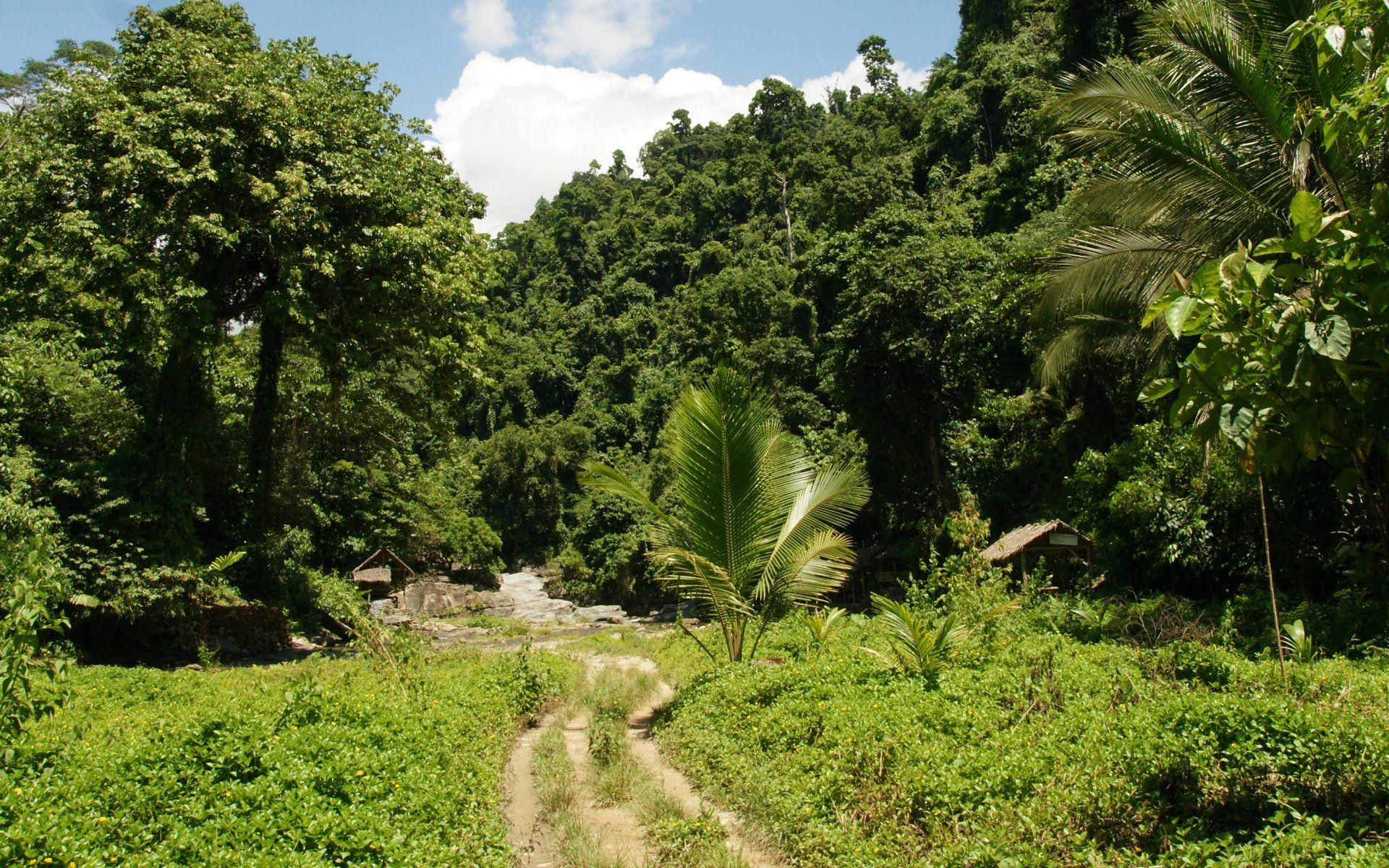 1920x1200 Wallpaper, jungle, vegetation, widescreen, background, nature, desktop, river