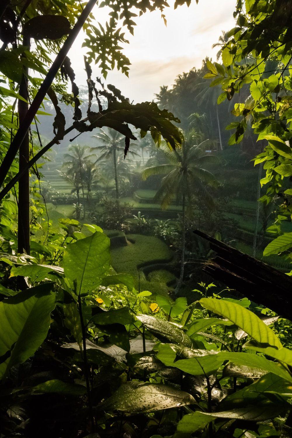 1000x1500 Jungle Background Image: Download HD Background