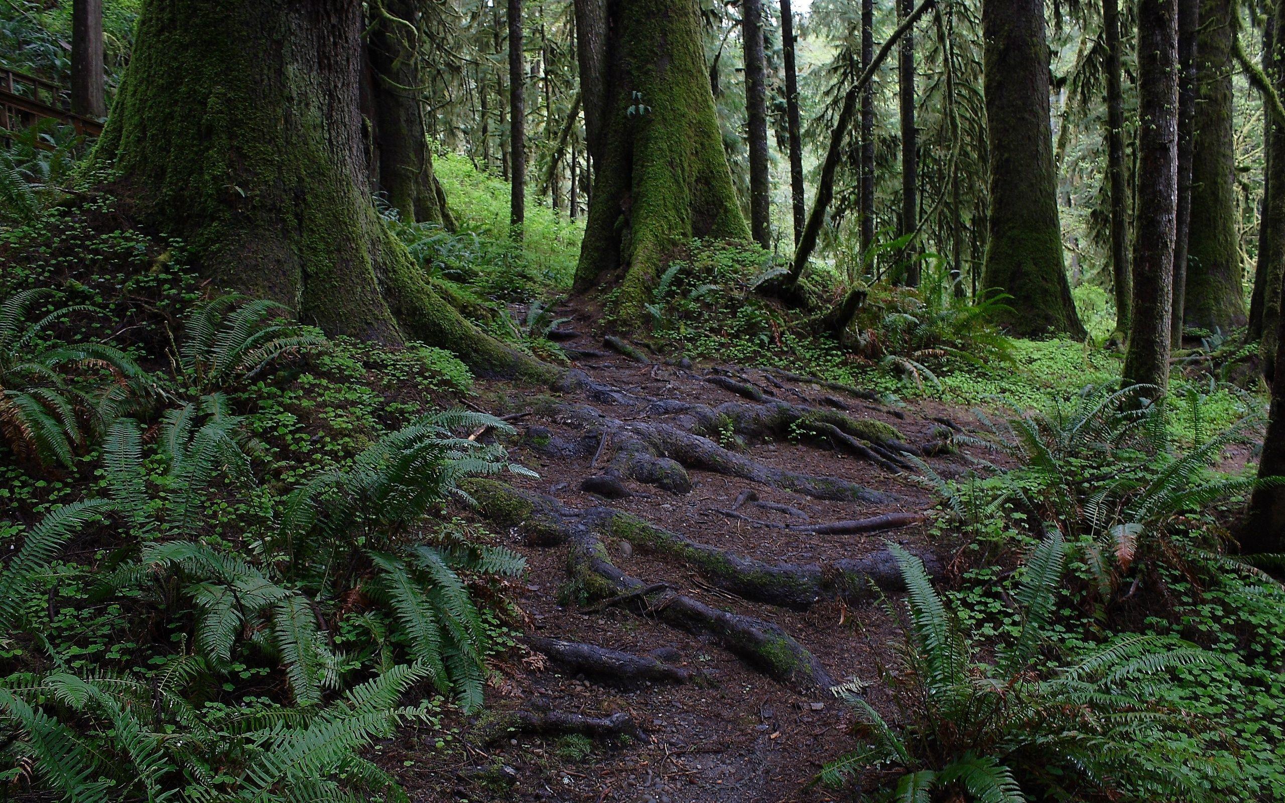 2560x1600 Forest trees vegetation nature landscape wallpaperx1600