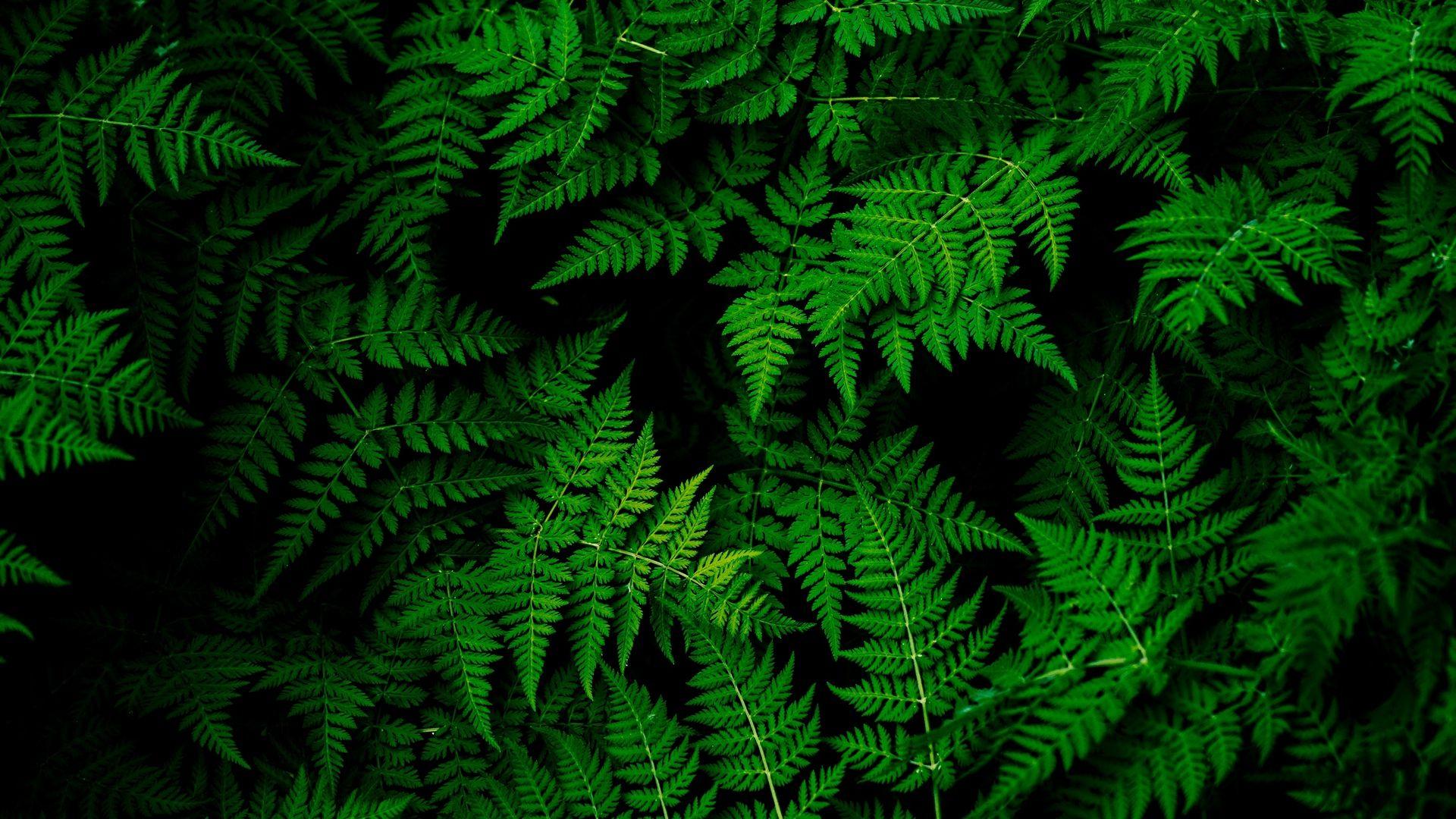 1920x1080 wallpaper leaves, plant, green wallpaper (1920x1080)
