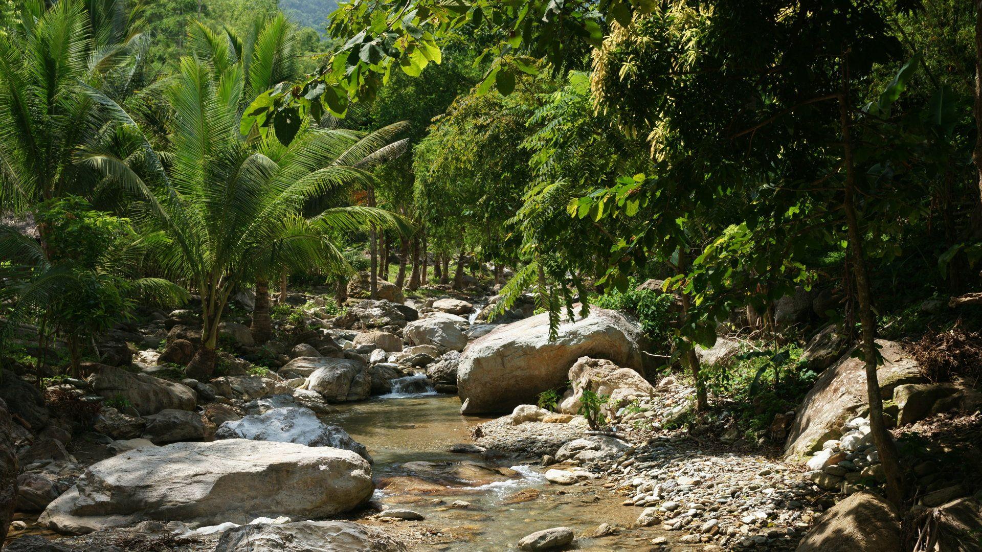 1920x1080 Tropical, jungle, photo, gallery, photography, scenic, wallpaper, nature, beautiful, mountain, vegetation