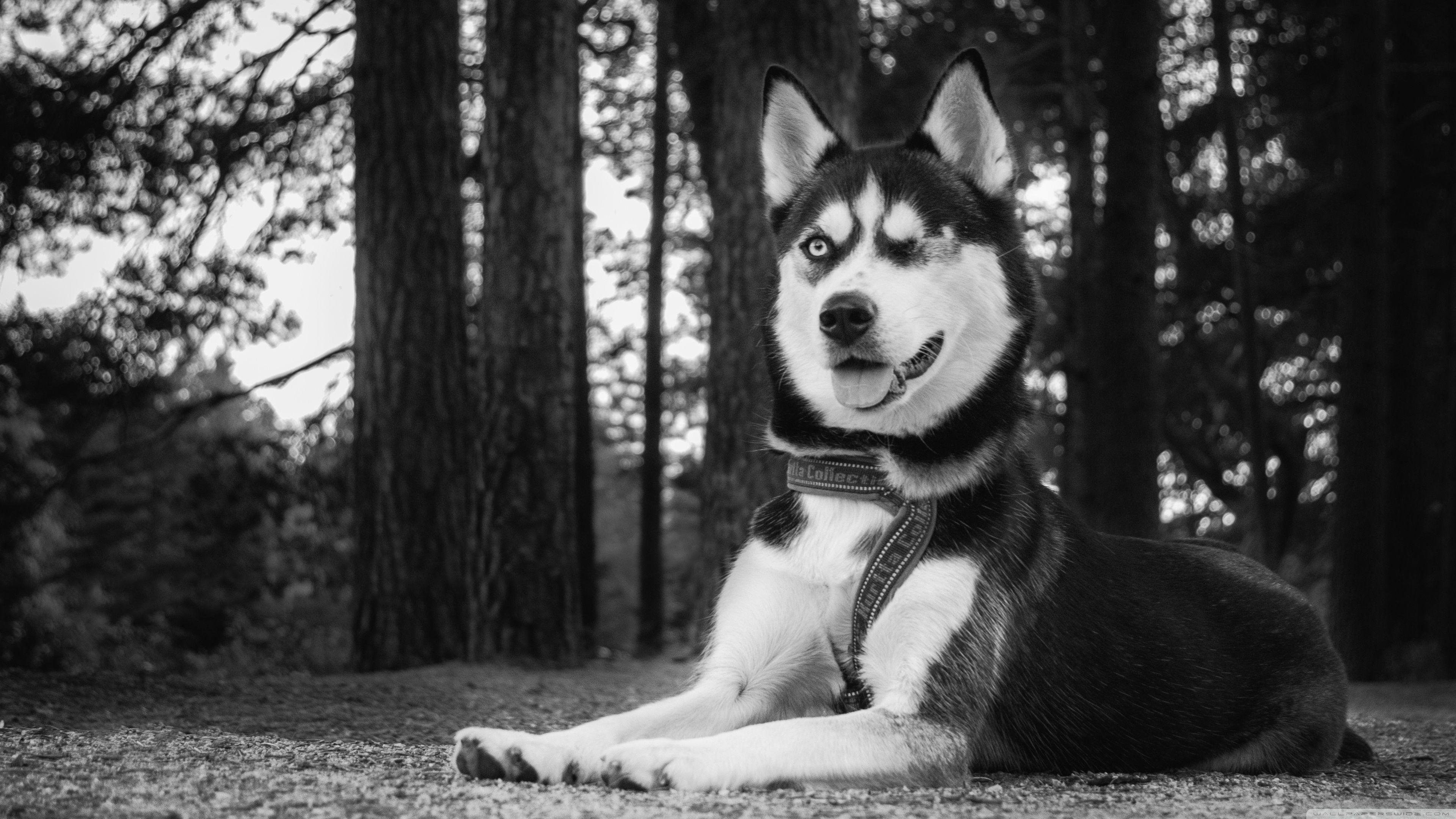 3840x2160 Funny Husky Dog ❤ 4K HD Desktop Wallpaper for 4K Ultra HD TV • Wide