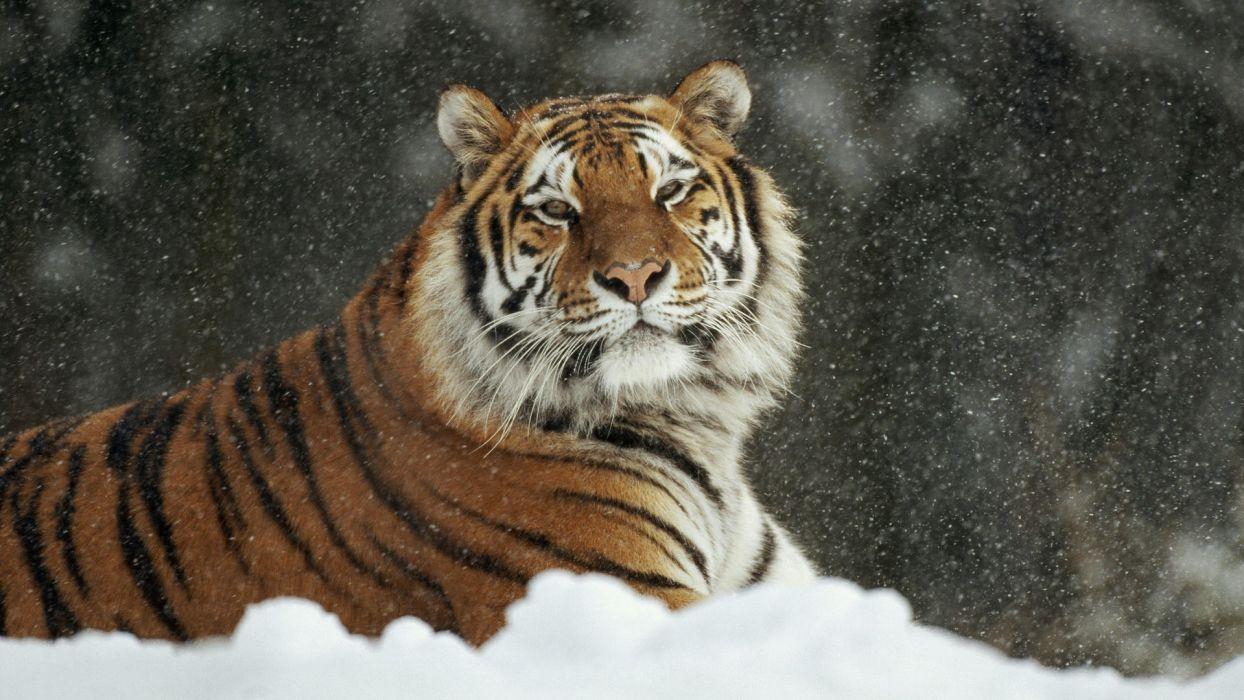 Siberian Tiger Pictures  Download Free Images on Unsplash