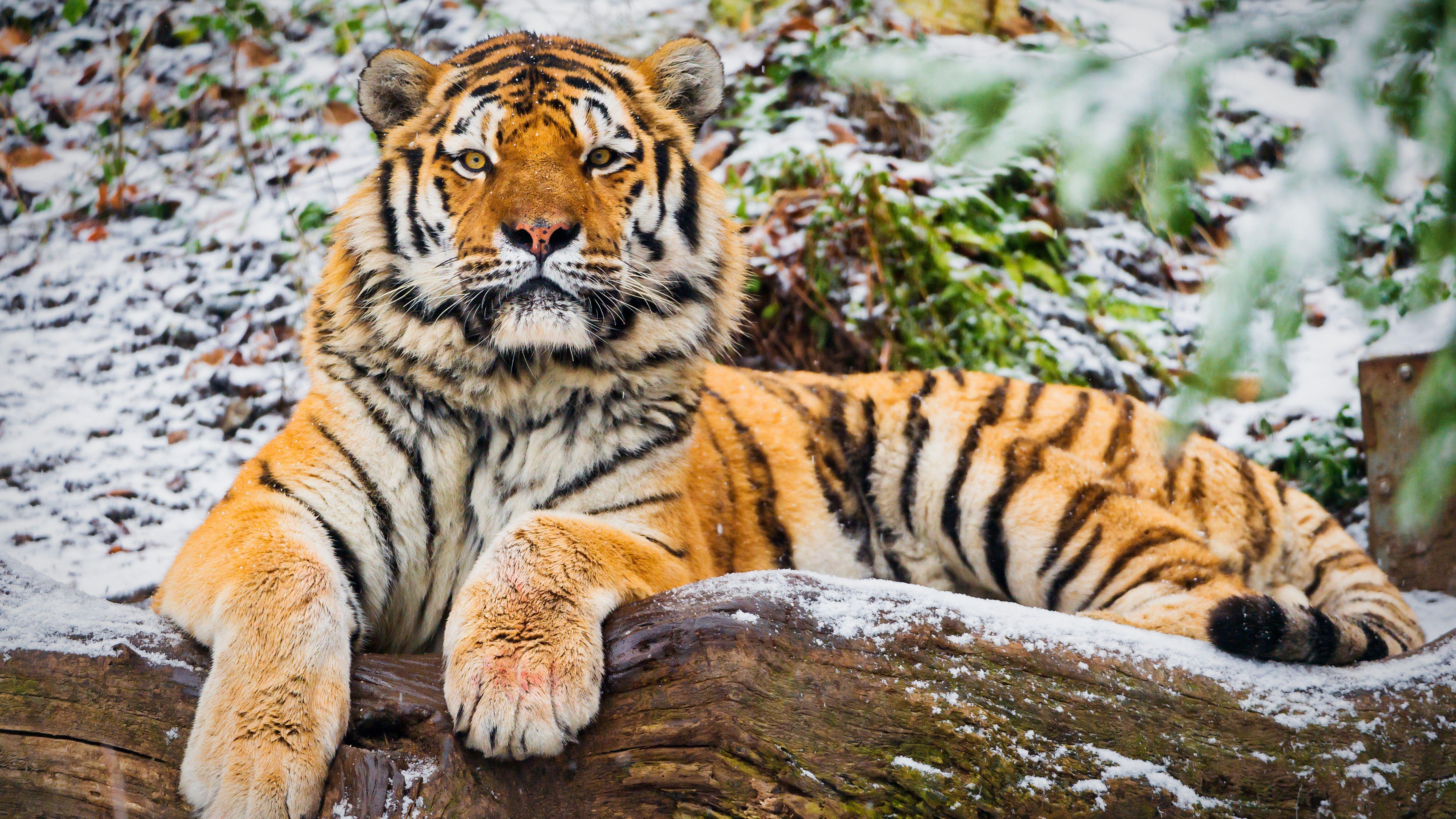 5120x2880 Siberian Tiger 4K 5K Wallpaper