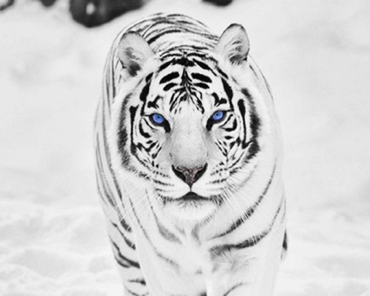 1280x1024 Free download White Siberian Tiger Wallpaper [1920x1080] for your Desktop, Mobile & Tablet. Explore Siberian Tiger Wallpaper. Tiger Desktop Wallpaper Free, Snow Tiger Wallpaper, Tiger Wallpaper for My Desktop