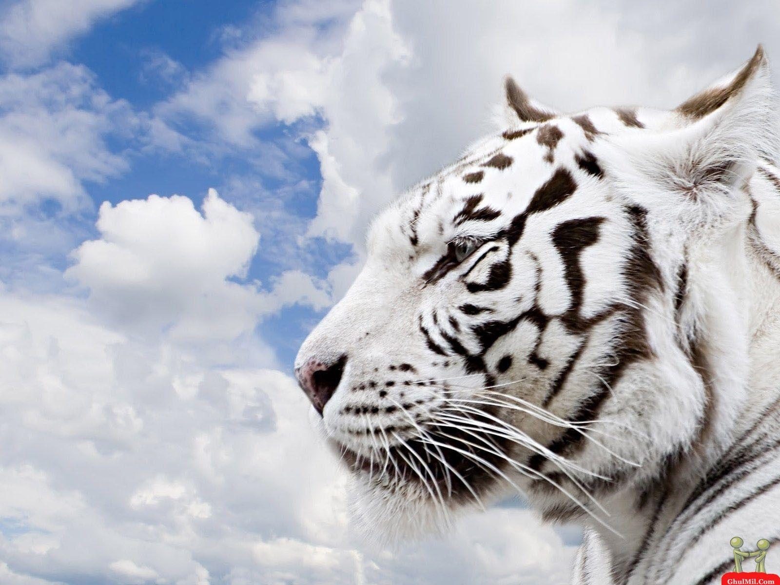 1600x1200 HD Animals: siberian tiger wallpaper