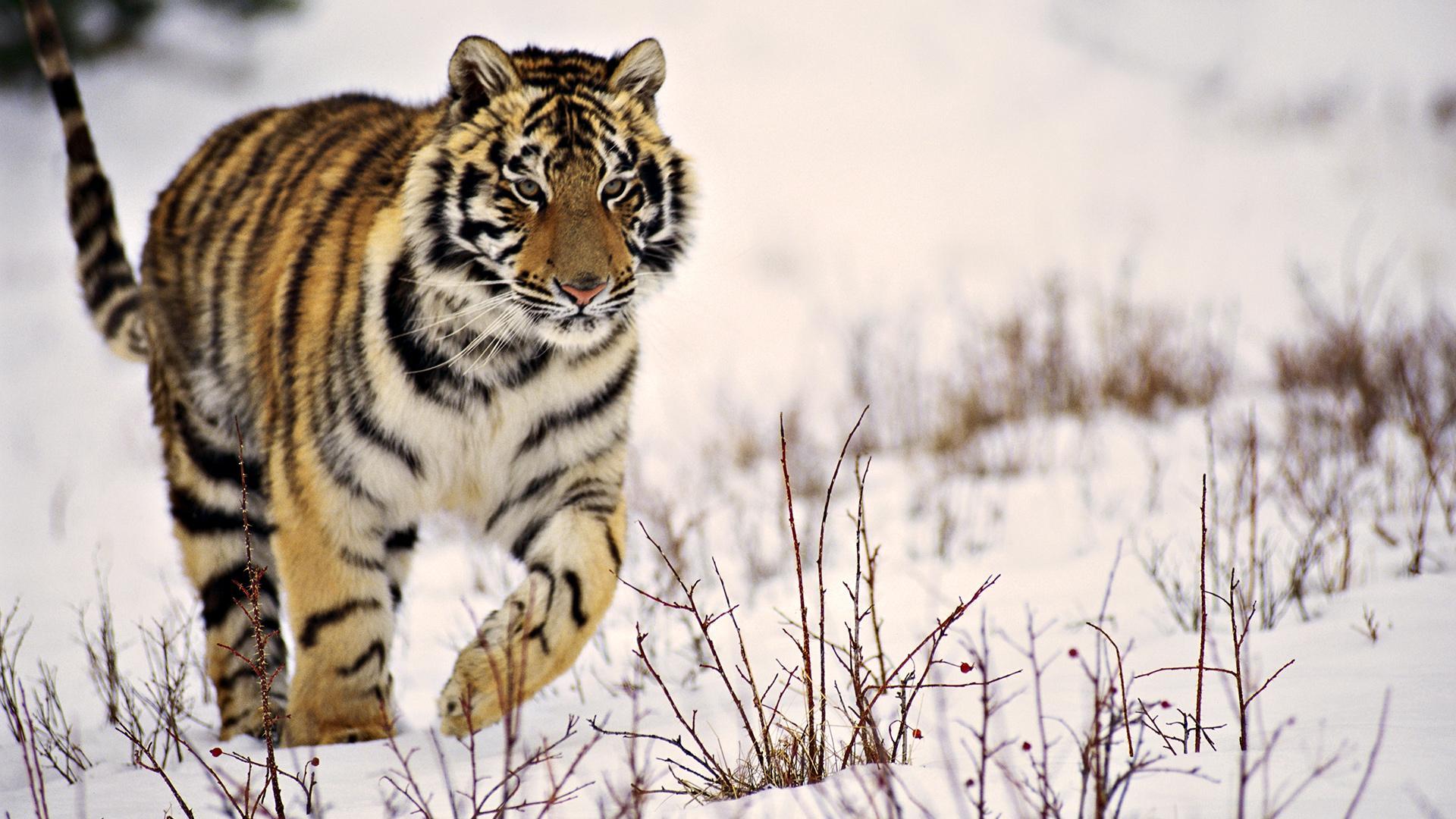 1920x1080 Siberian Tiger Wallpaper