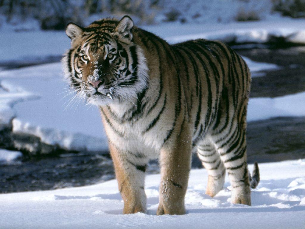 1024x768 Nat Geo Adventure: Siberian tiger wallpaper