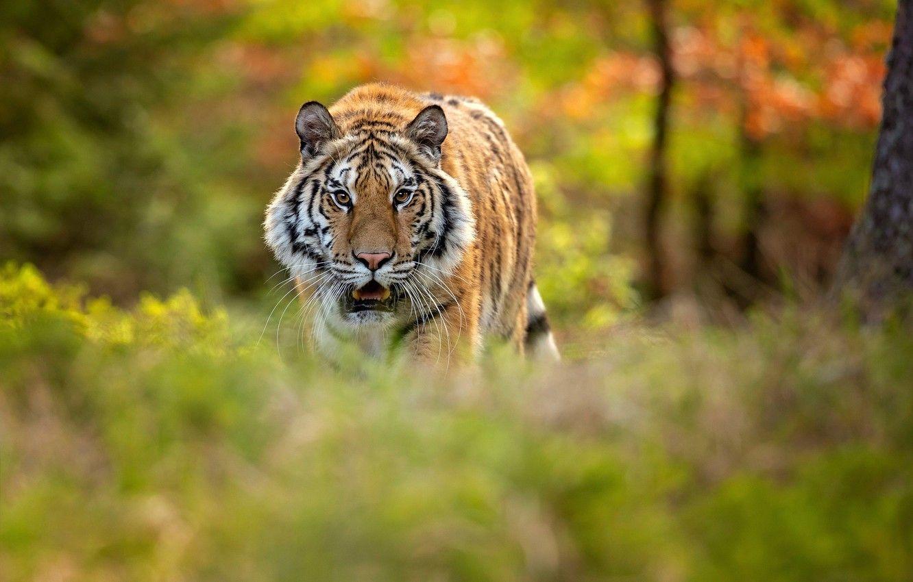 1332x850 Wallpaper forest, tiger, bokeh, Siberian tiger image for desktop, section кошки