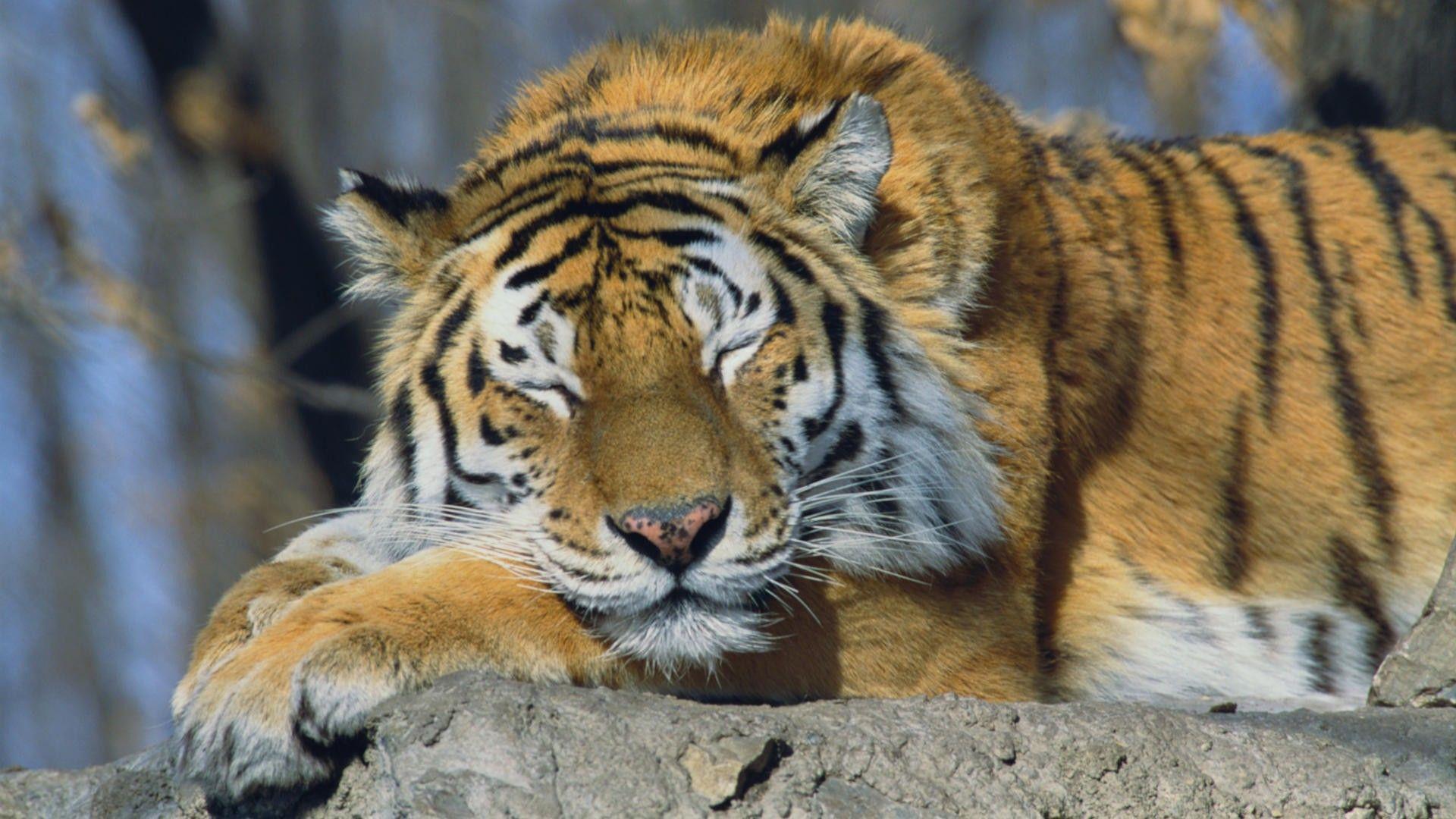 1920x1080 Animals tigers Russia sleeping Siberian Tiger wallpaperx1080