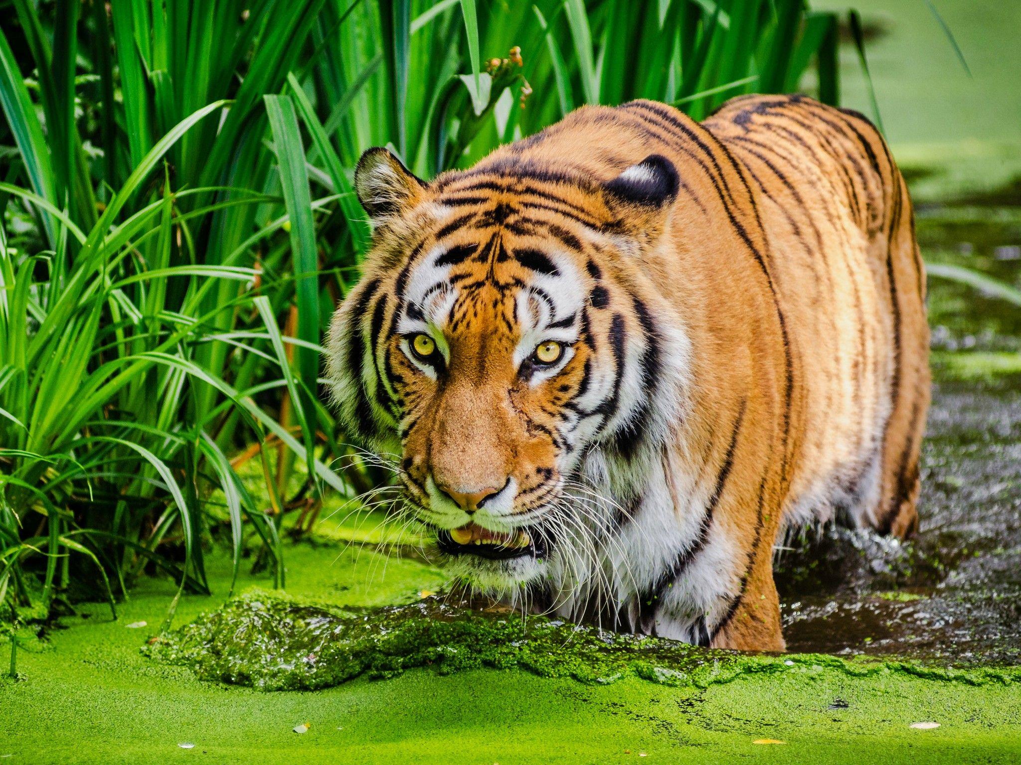 2048x1536 Siberian Tiger 4K Wallpaper, Pond, Big cat, Green, Animals