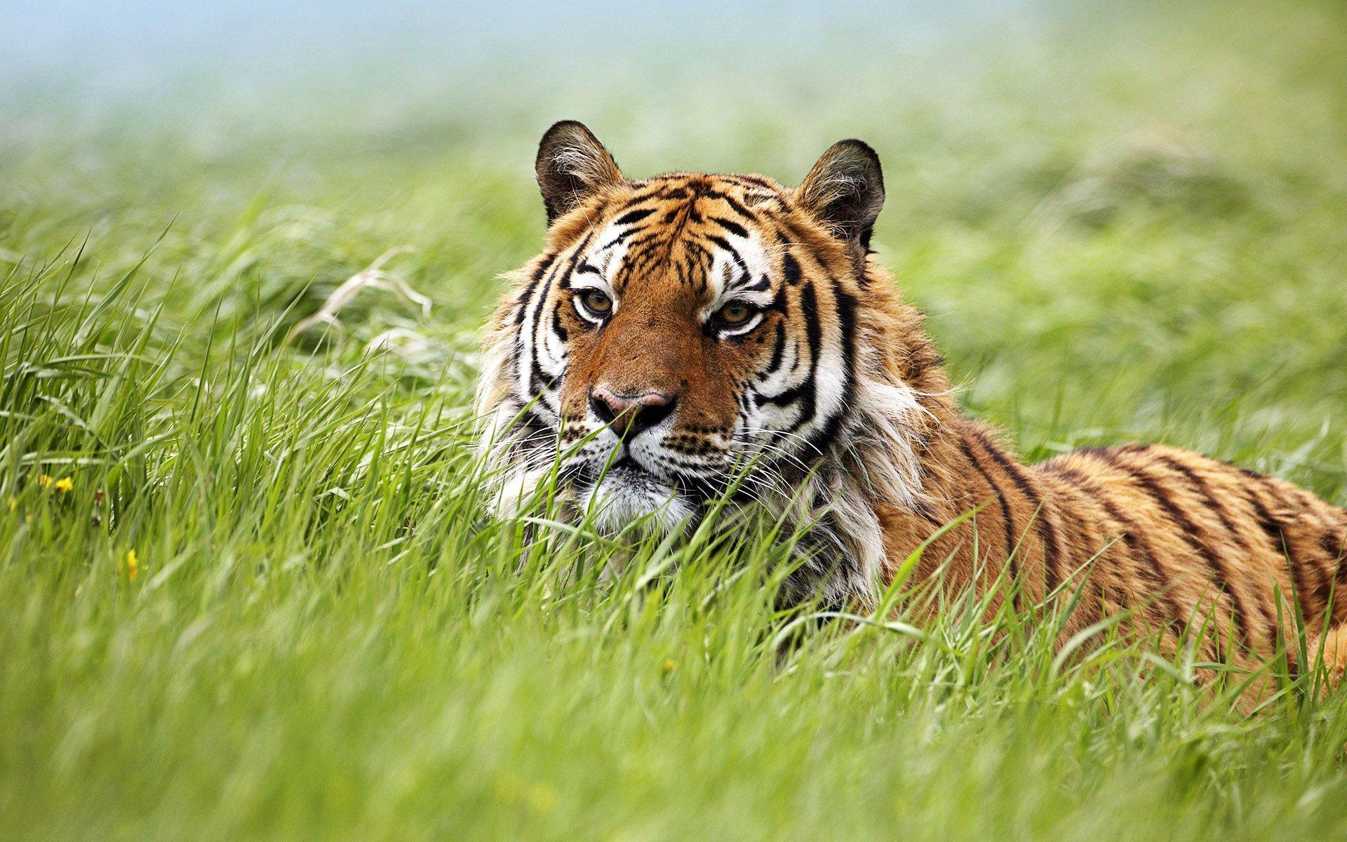 1920x1200 HD Siberian Tiger Wallpaper. Download Free -115201. Siberian tiger, Tiger wallpaper, Tiger