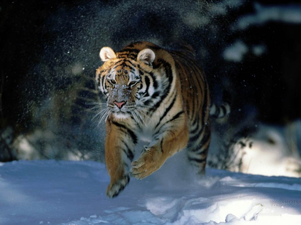1024x768 Free Siberean Tiger Wallpaper
