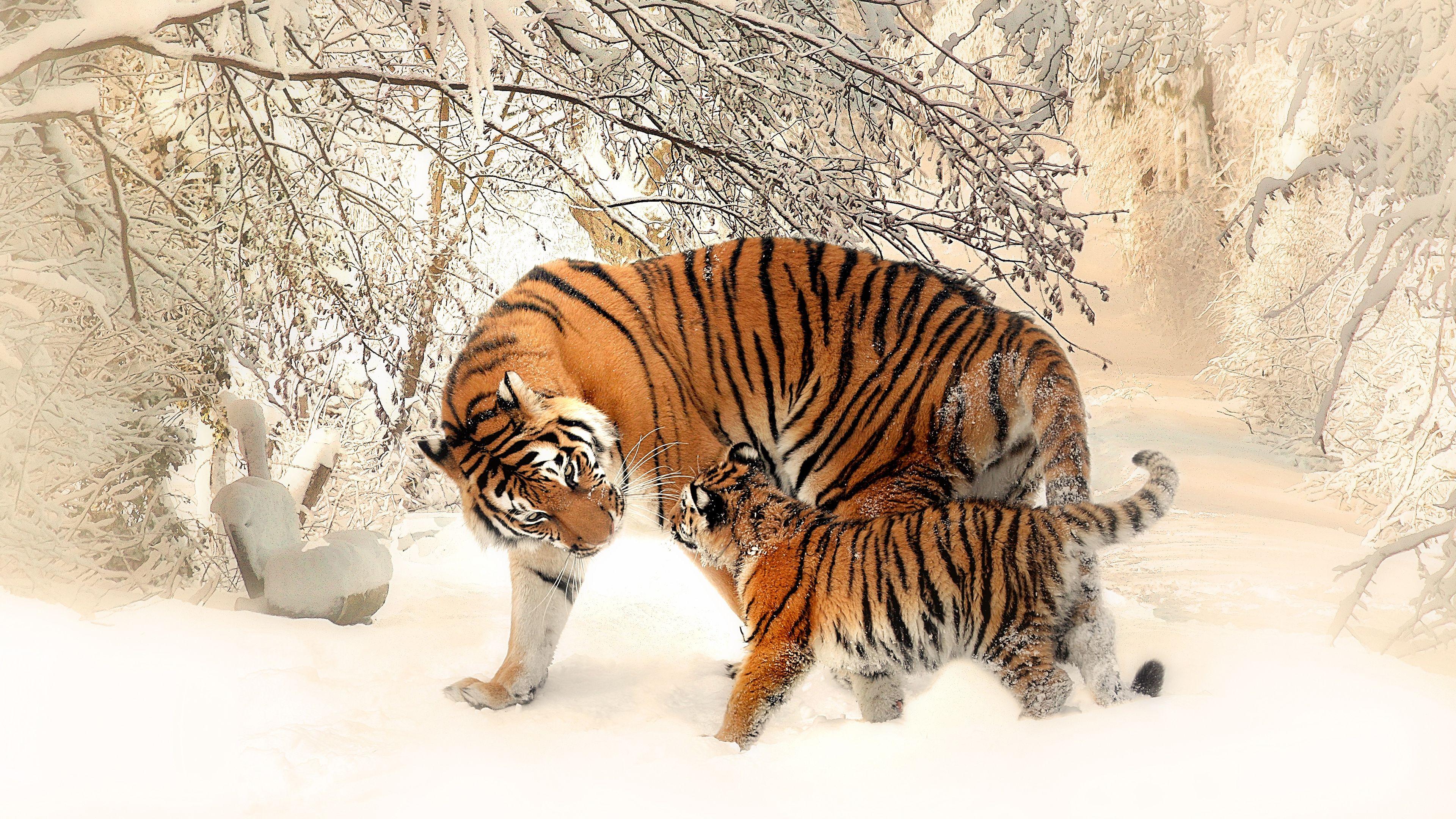3840x2160 Siberian Tigers Chromebook Wallpaper
