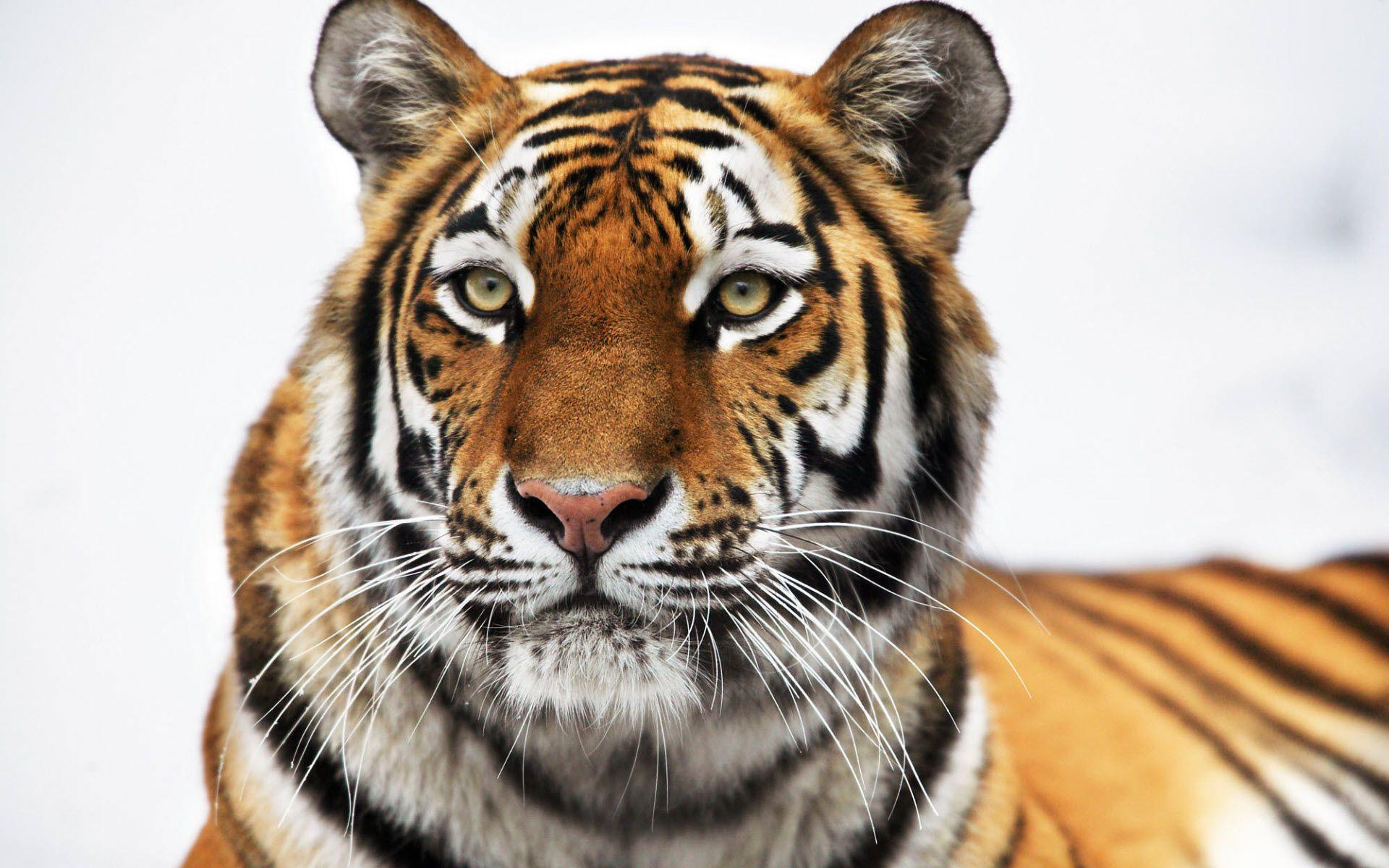 1920x1200 Siberian Tiger HD wallpaper