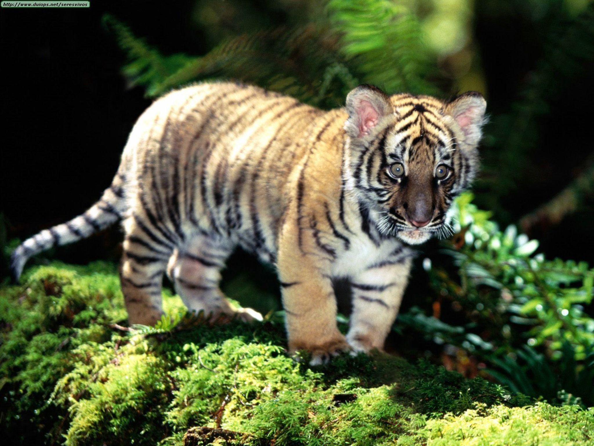 2048x1536 Baby siberian tiger wallpaper