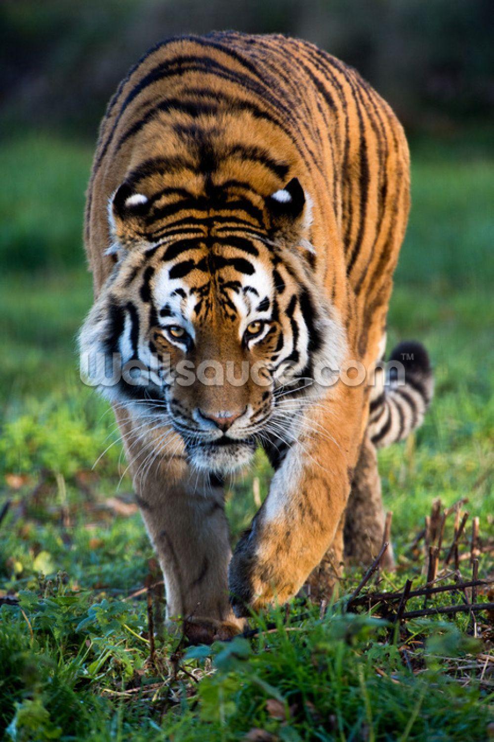 1000x1502 Siberian Tiger Wallpaper