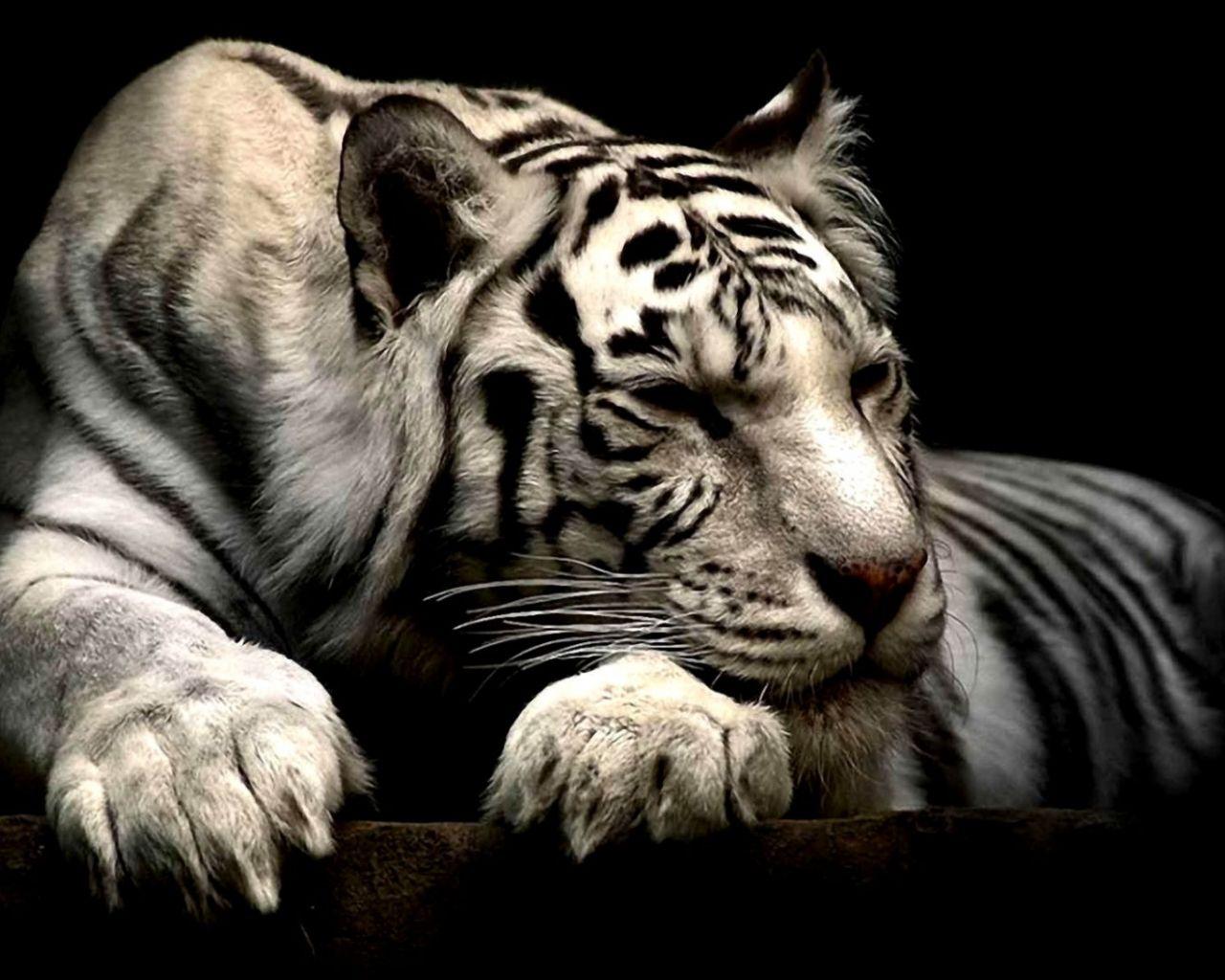 1280x1024 Free download White Siberian Tiger Wallpaper HD Wallpaper Gallery [1472x1091] for your Desktop, Mobile & Tablet. Explore Siberian Tiger Wallpaper. Tiger Desktop Wallpaper Free, Snow Tiger Wallpaper, Tiger Wallpaper
