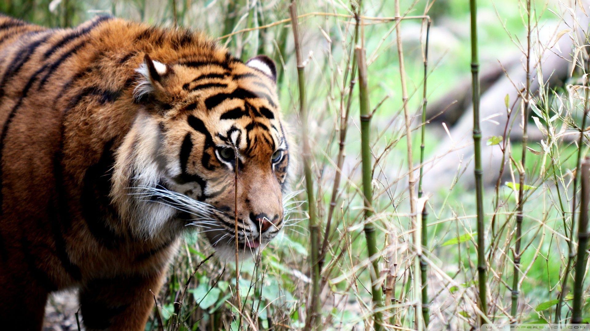 1920x1080 Download Siberian Tiger Wallpaper 1920x1080