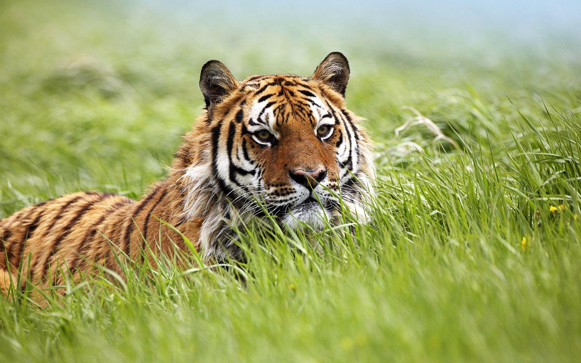 1920x1200 Amazing Siberian Tiger Wallpaper in jpg format for free download