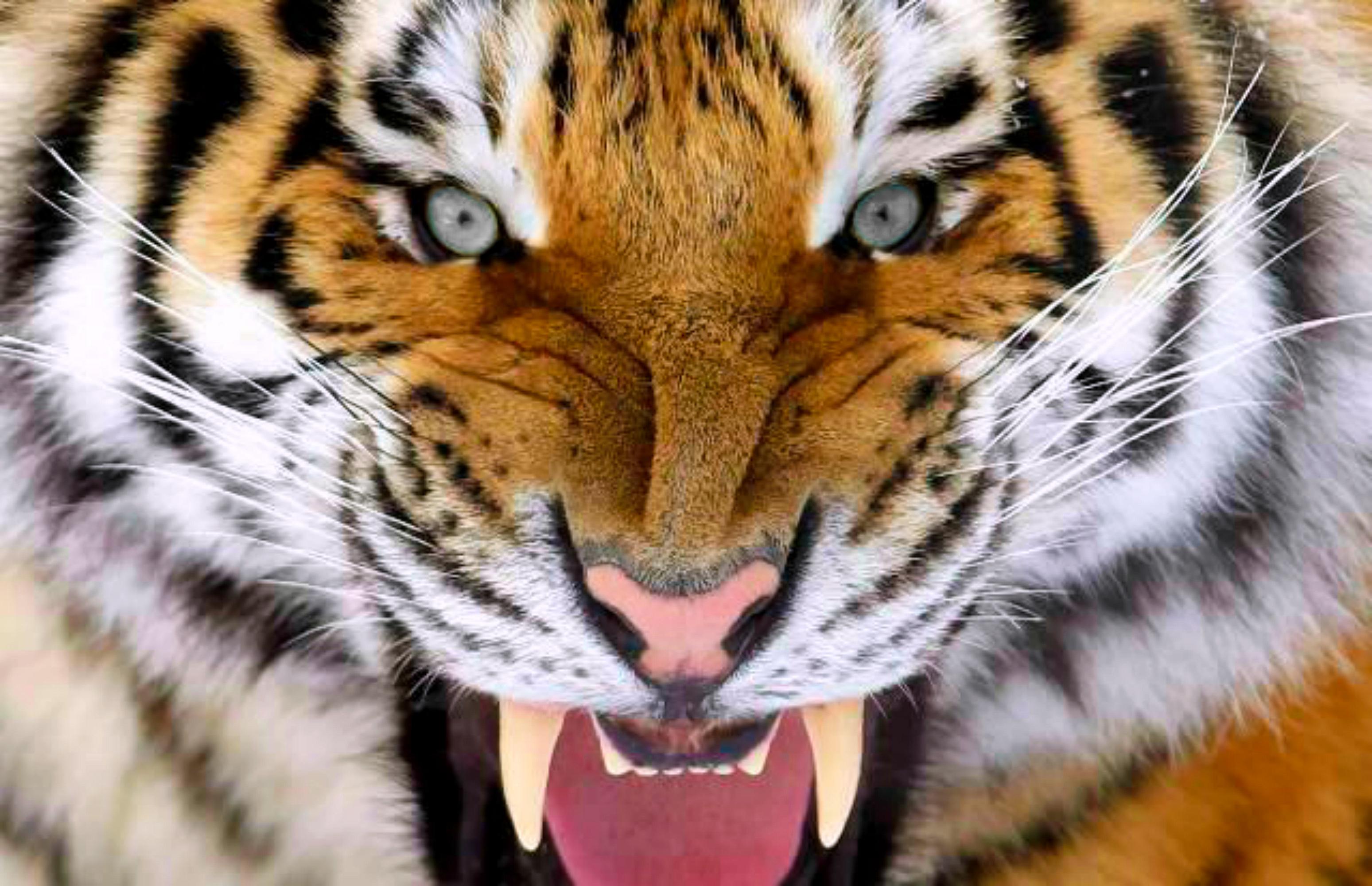 Unbelievable! Siberian Tiger Bite Force – Shocking New Data - kauxoo1