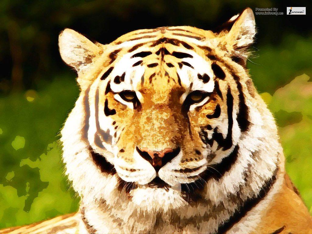 1024x768 Siberian tiger wallpaper. Siberian tiger wallpaper