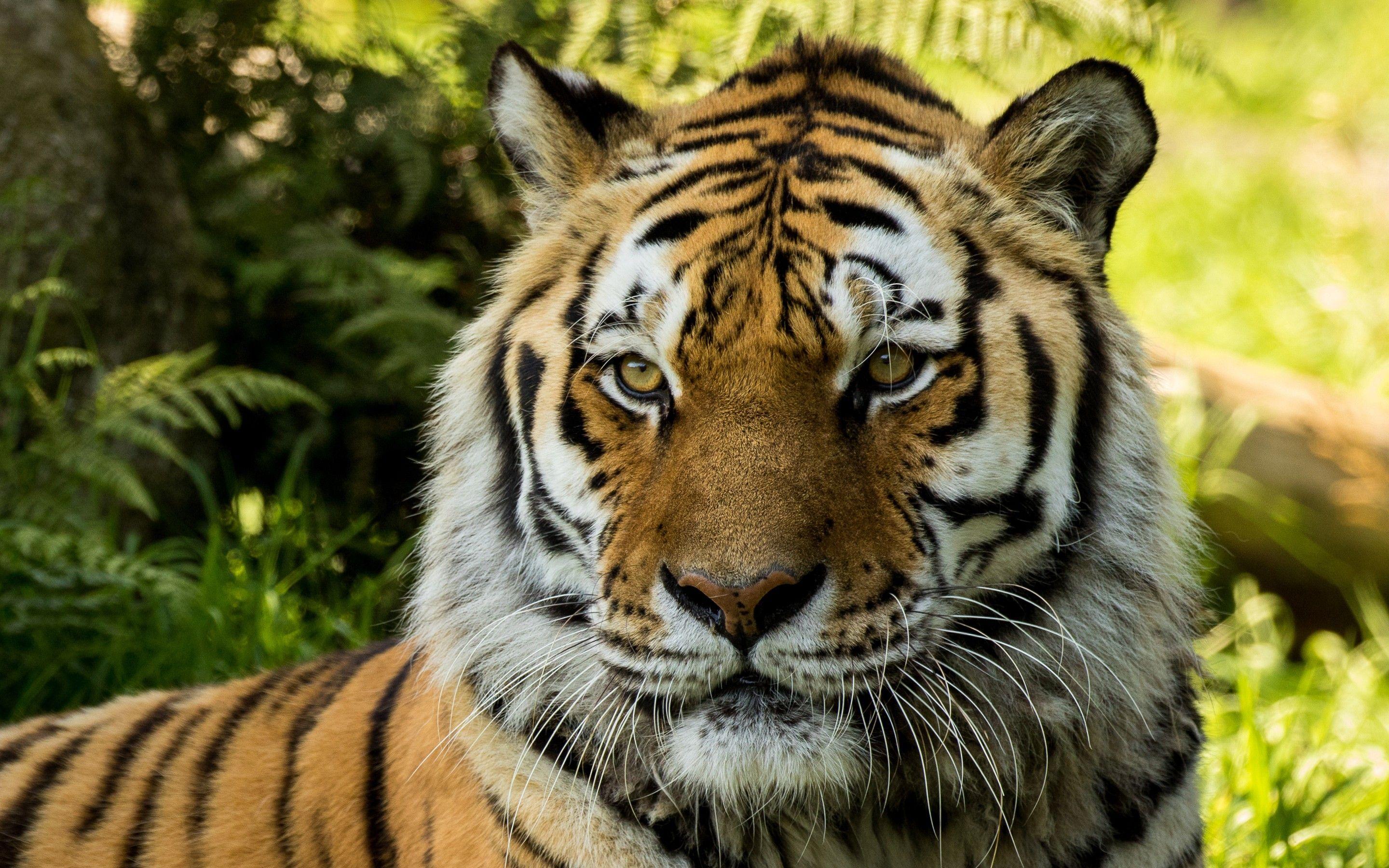 2880x1800 Vladimir Siberian Tiger at Dartmoor Zoo Wallpaper
