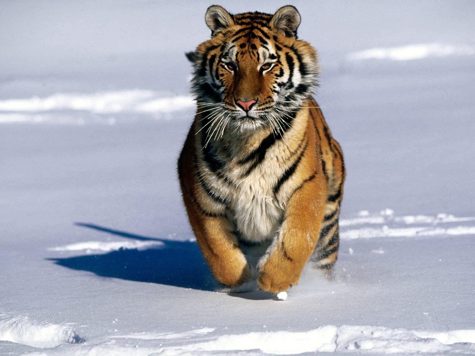 1600x1200 Amur tiger wallpaper