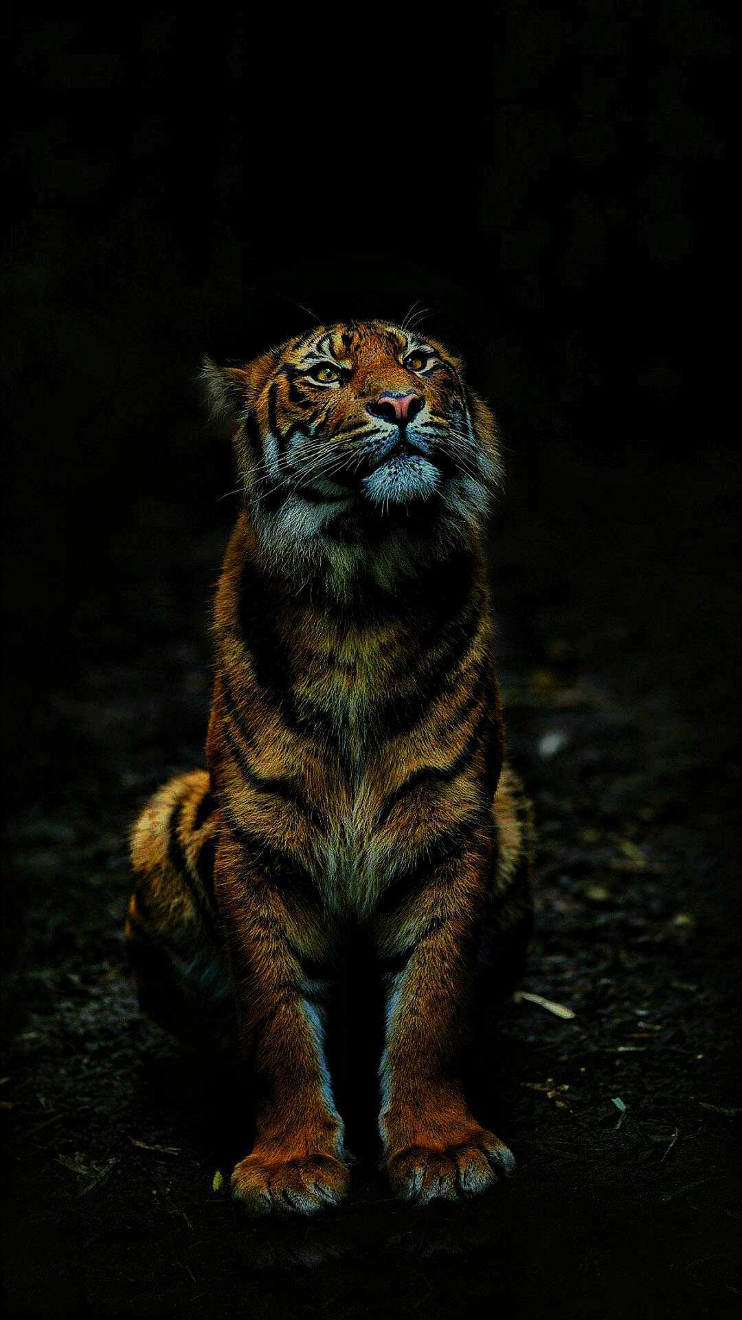 1080x1920 Tiger Background Image. HD Wallpaper Background