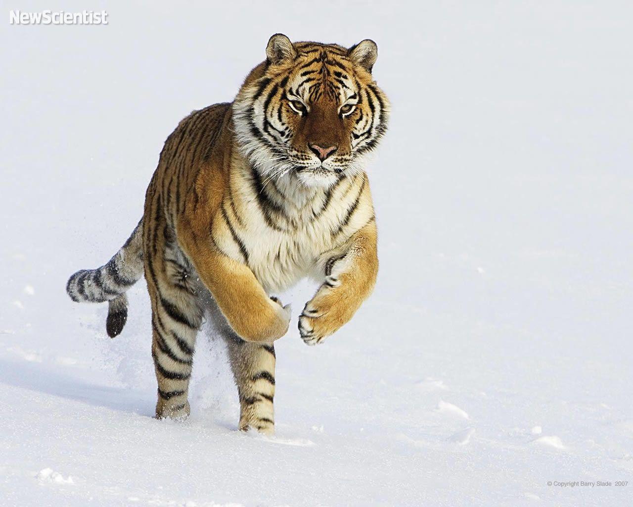 1280x1024 Amur Tiger Snow Tigers Wallpaper