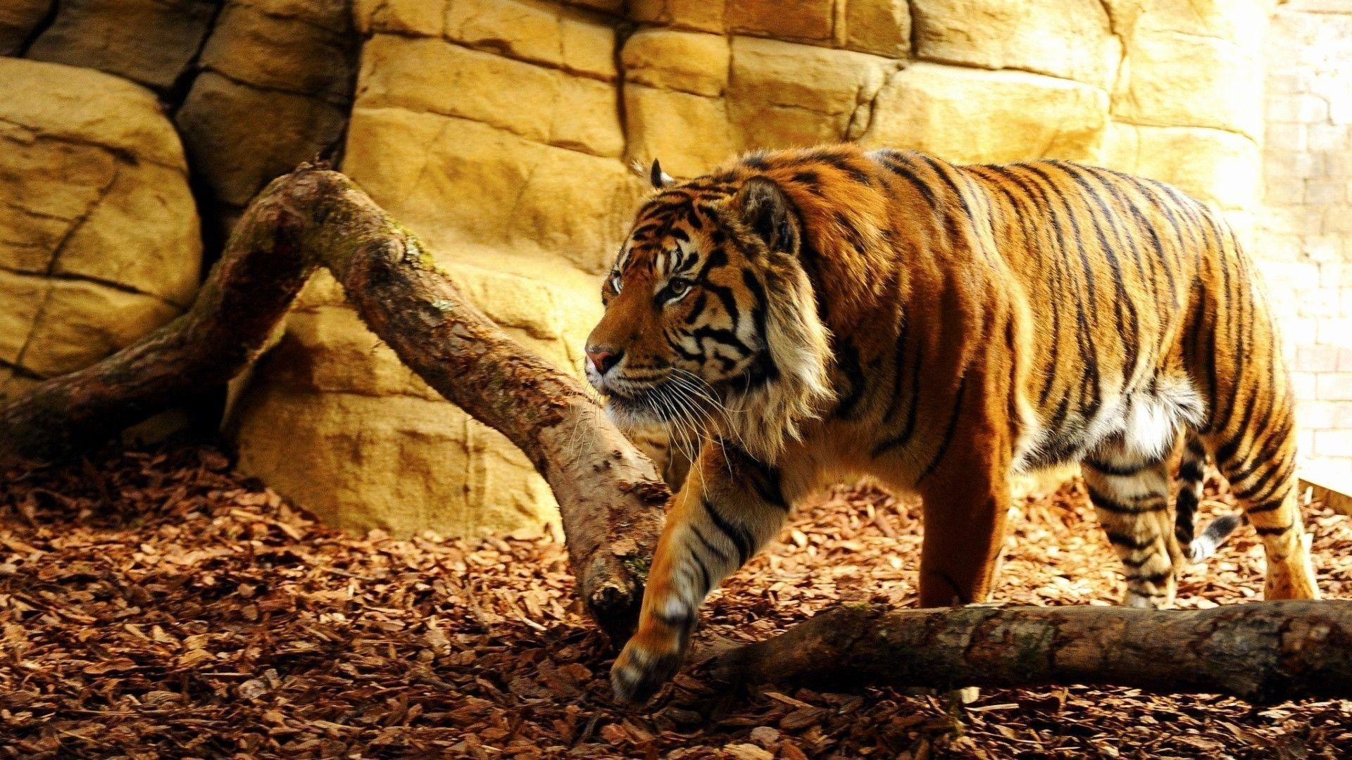 1920x1080 Wallpaper Tigger Elegant Wallpaper Tiger This Month of The Hudson