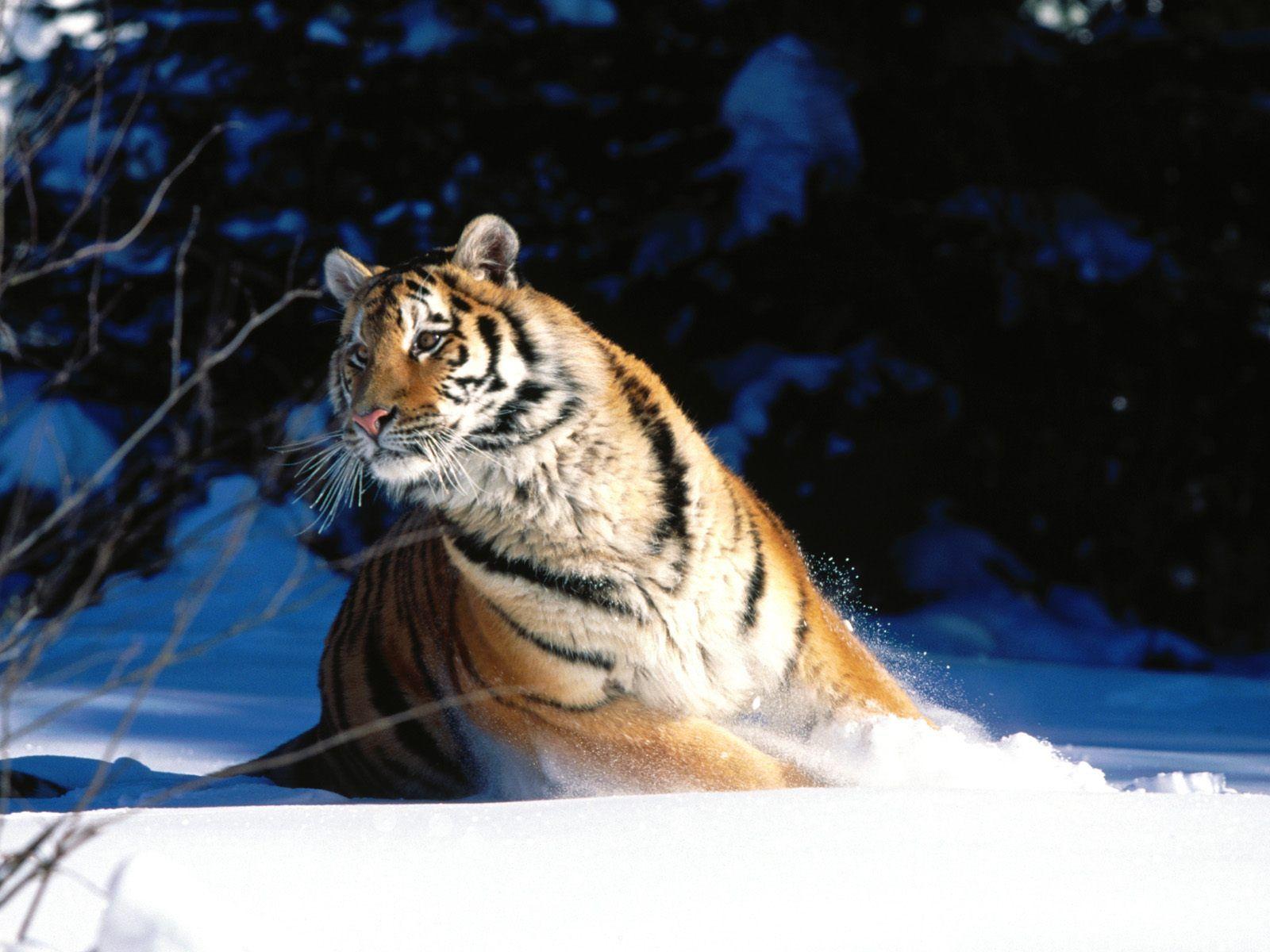1600x1200 Wintery Scuddle Siberian Tiger