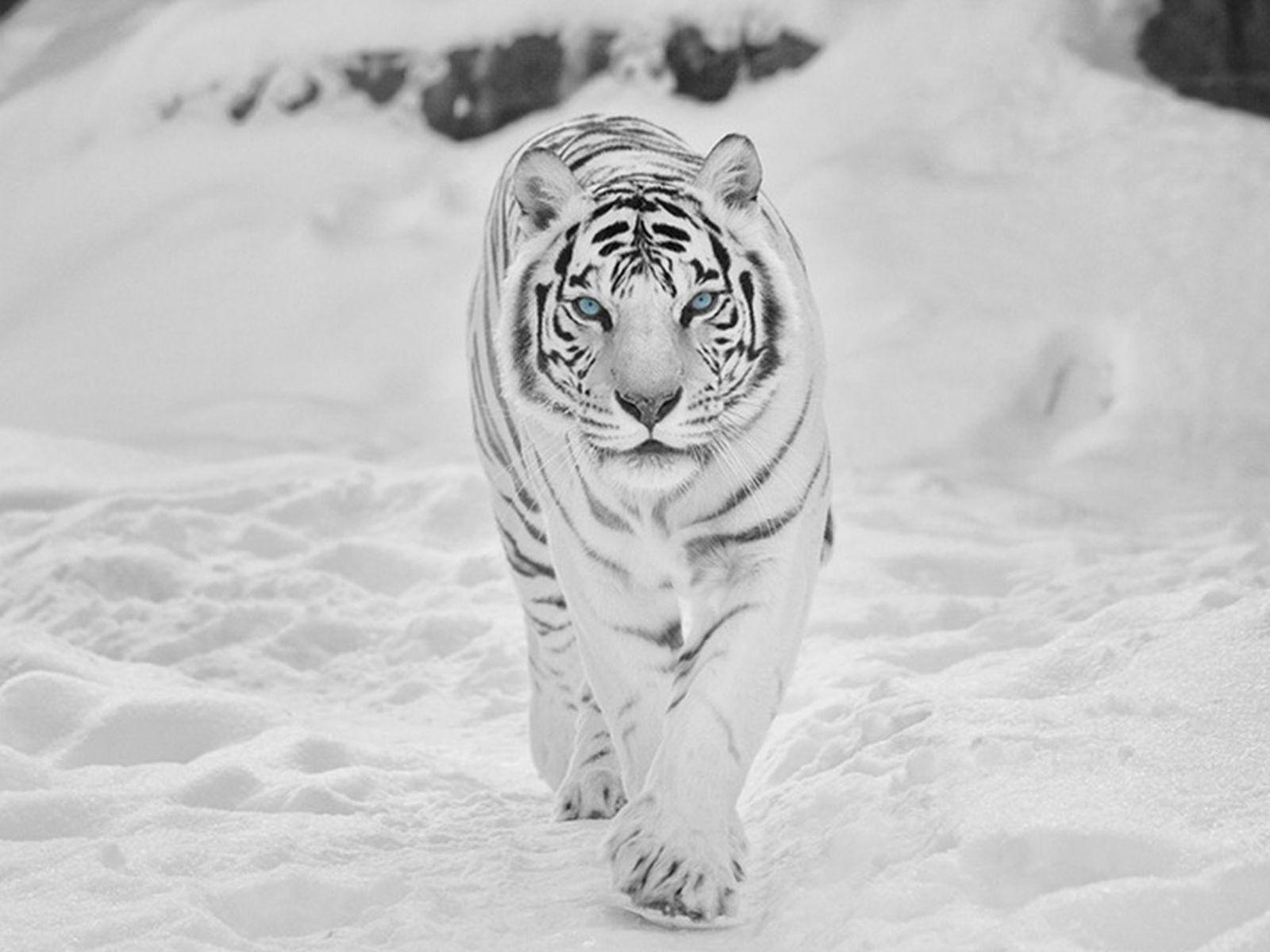 1600x1200 Tiger Wallpaper