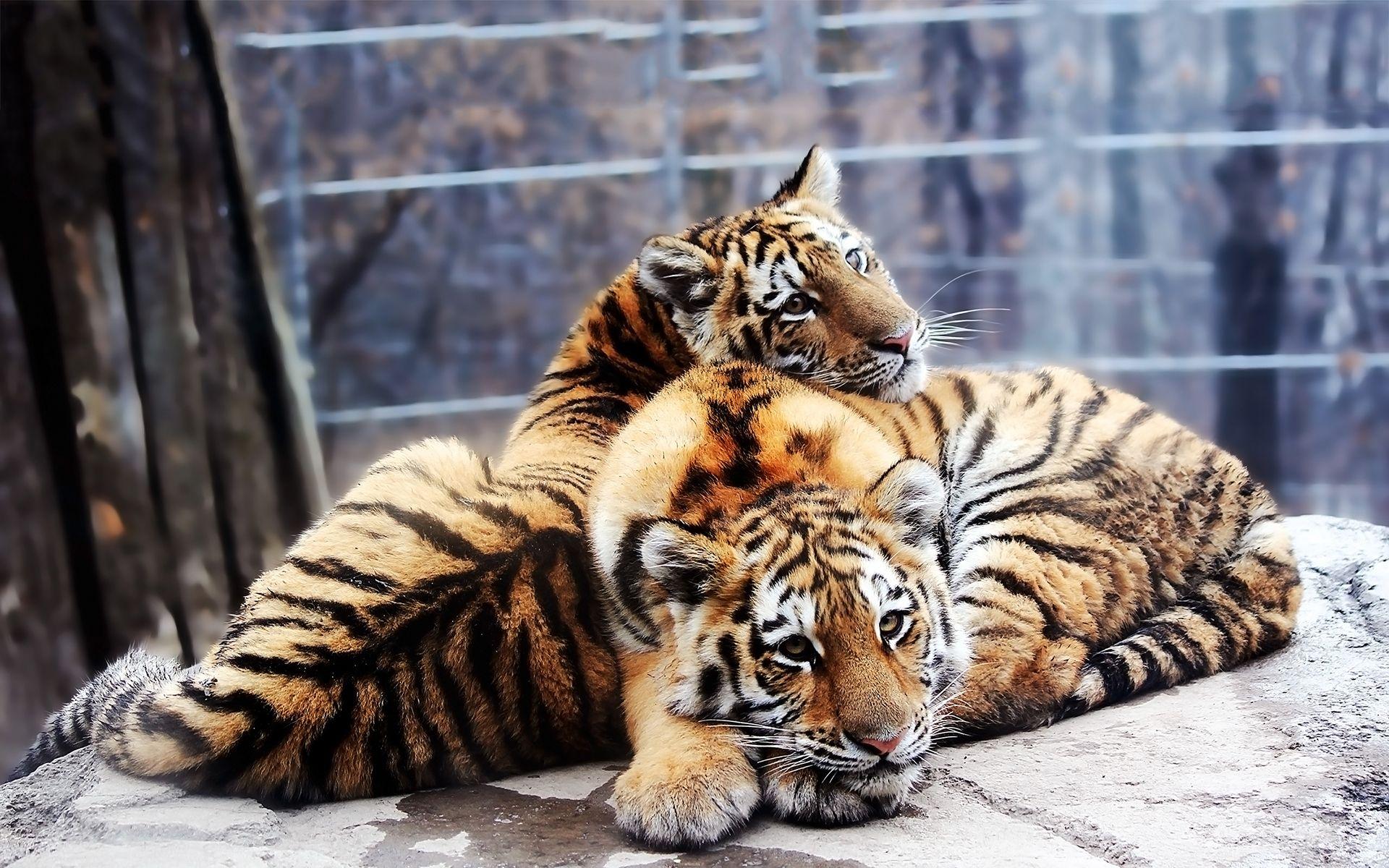 1920x1200 Siberian tigers