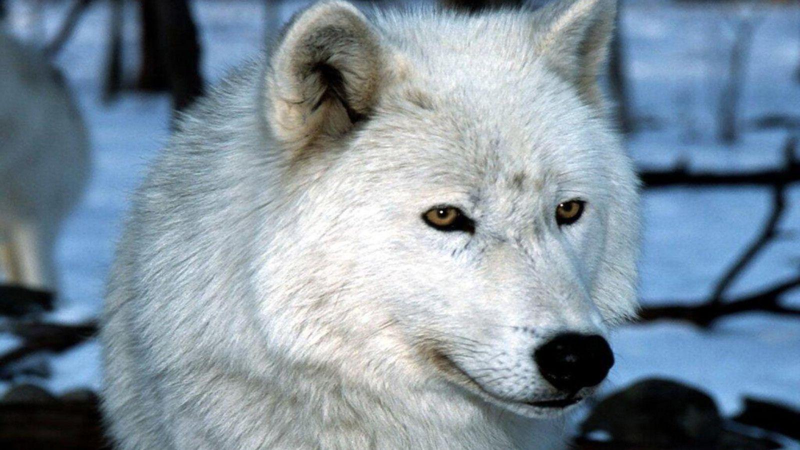 1600x900 A White Fang Wolf HD desktop wallpaper : Widescreen : High Definition