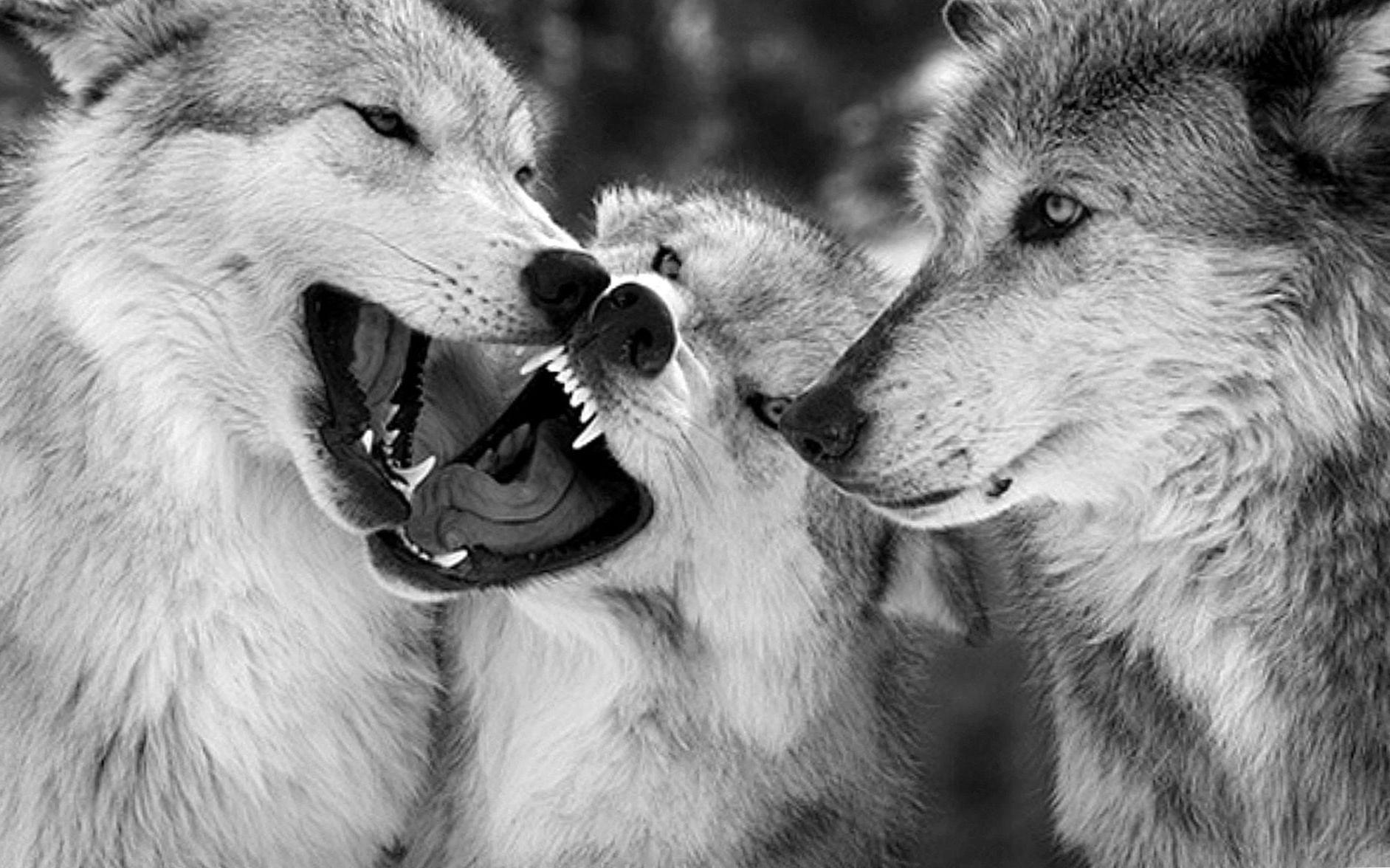 1883x1176 Wolf HD Image Wallpaper Wallpaper.Pro