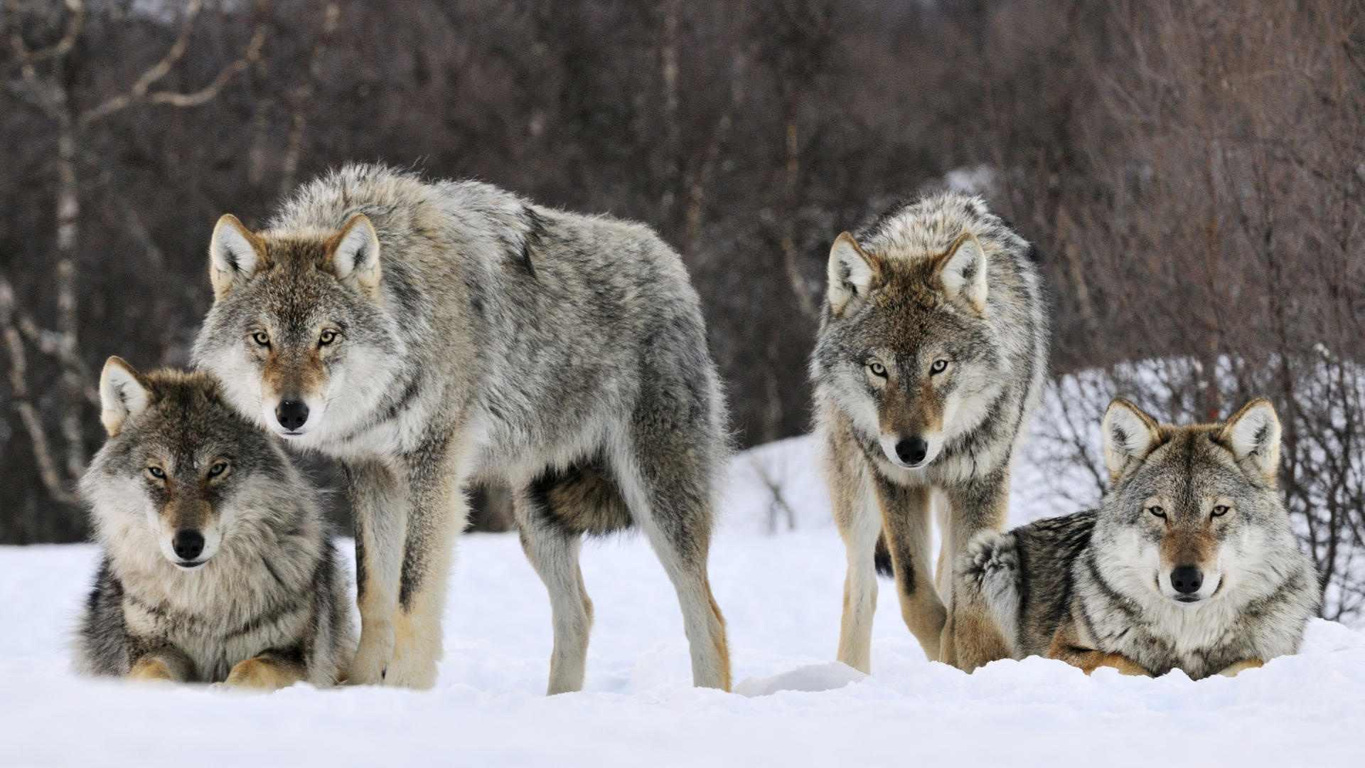 1920x1080 White Fang. Casey's Class