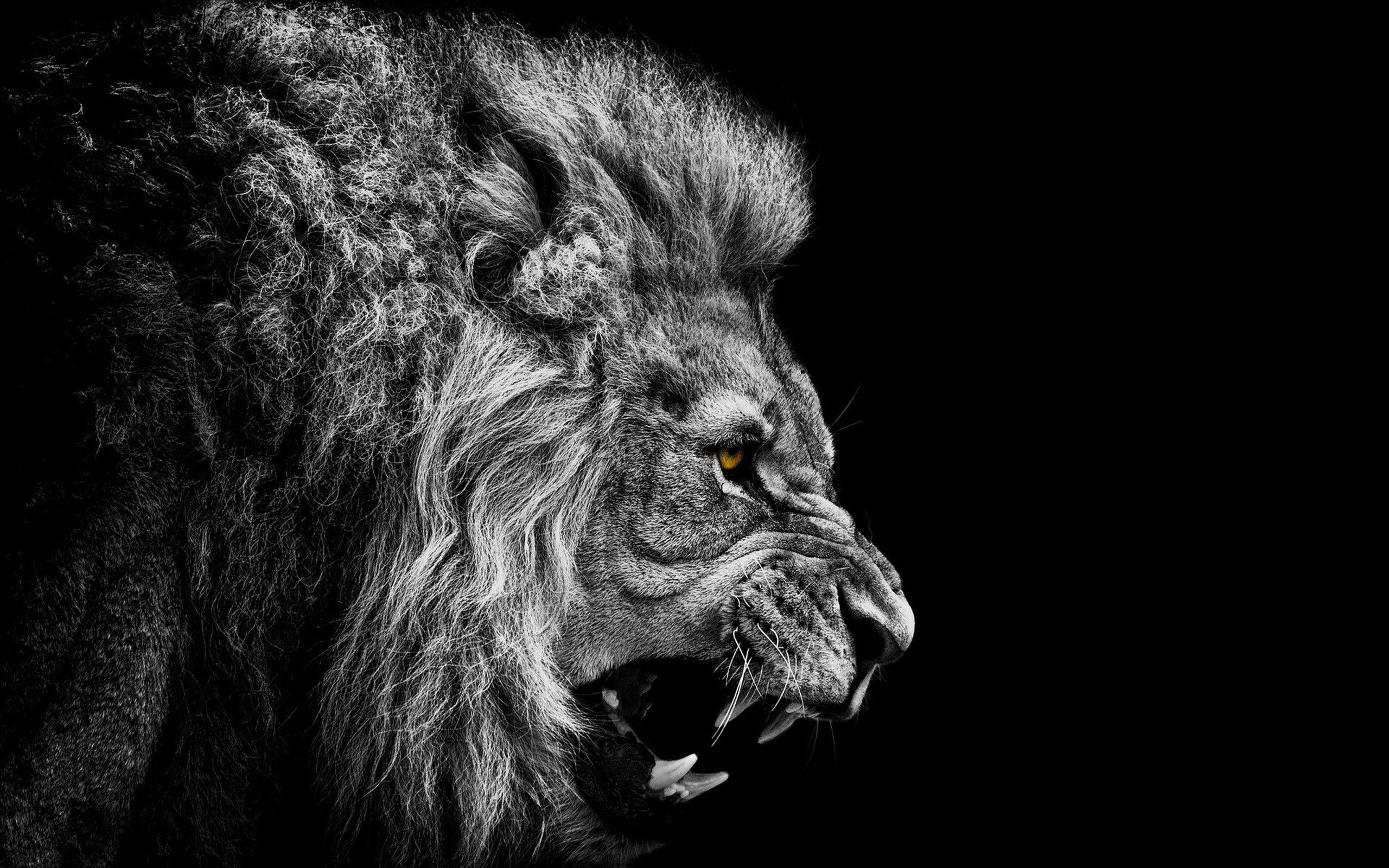 2560x1600 black and white, angry, The King, mountain lion wallpaper