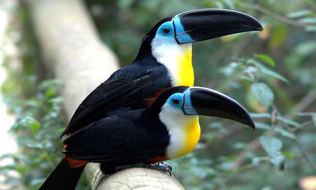 1280x768 Ariel Toucan Type Living In Guyana Country In South America HD Wallpaper For Laptop And Tablet 1920x1200 :