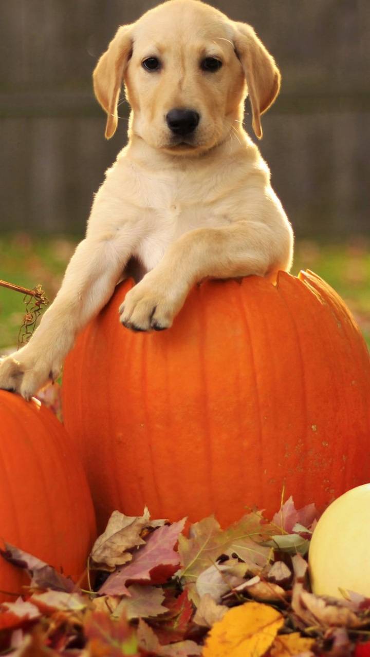 720x1280 Halloween Puppy wallpaper