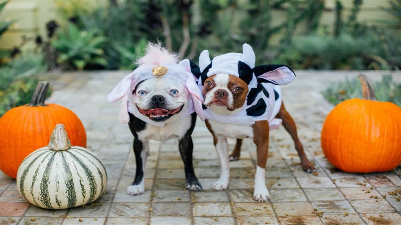 1399x787 Halloween theme dog 4K