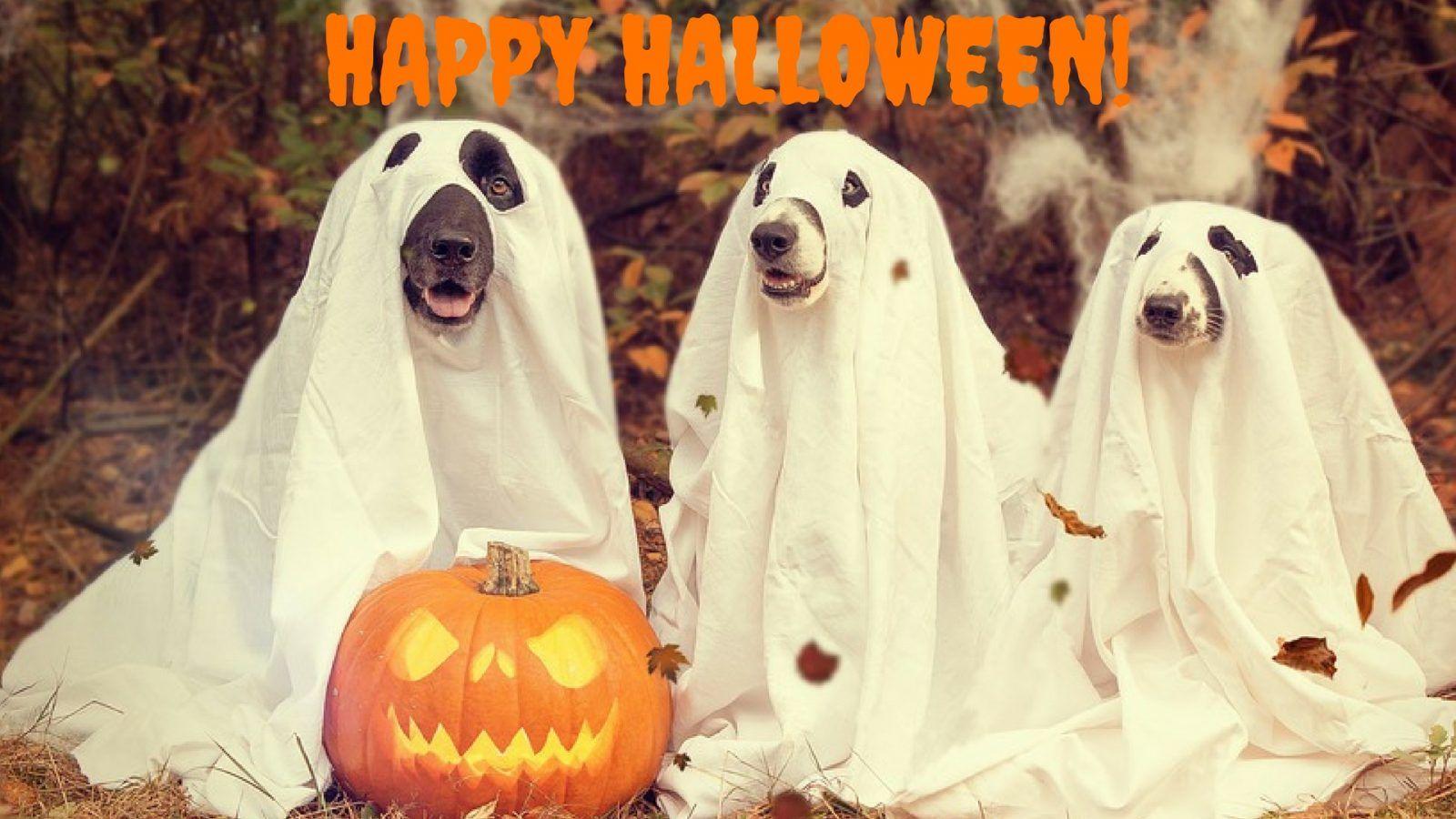 Halloween Puppies Wallpapers - Top Free Halloween Puppies Backgrounds ...