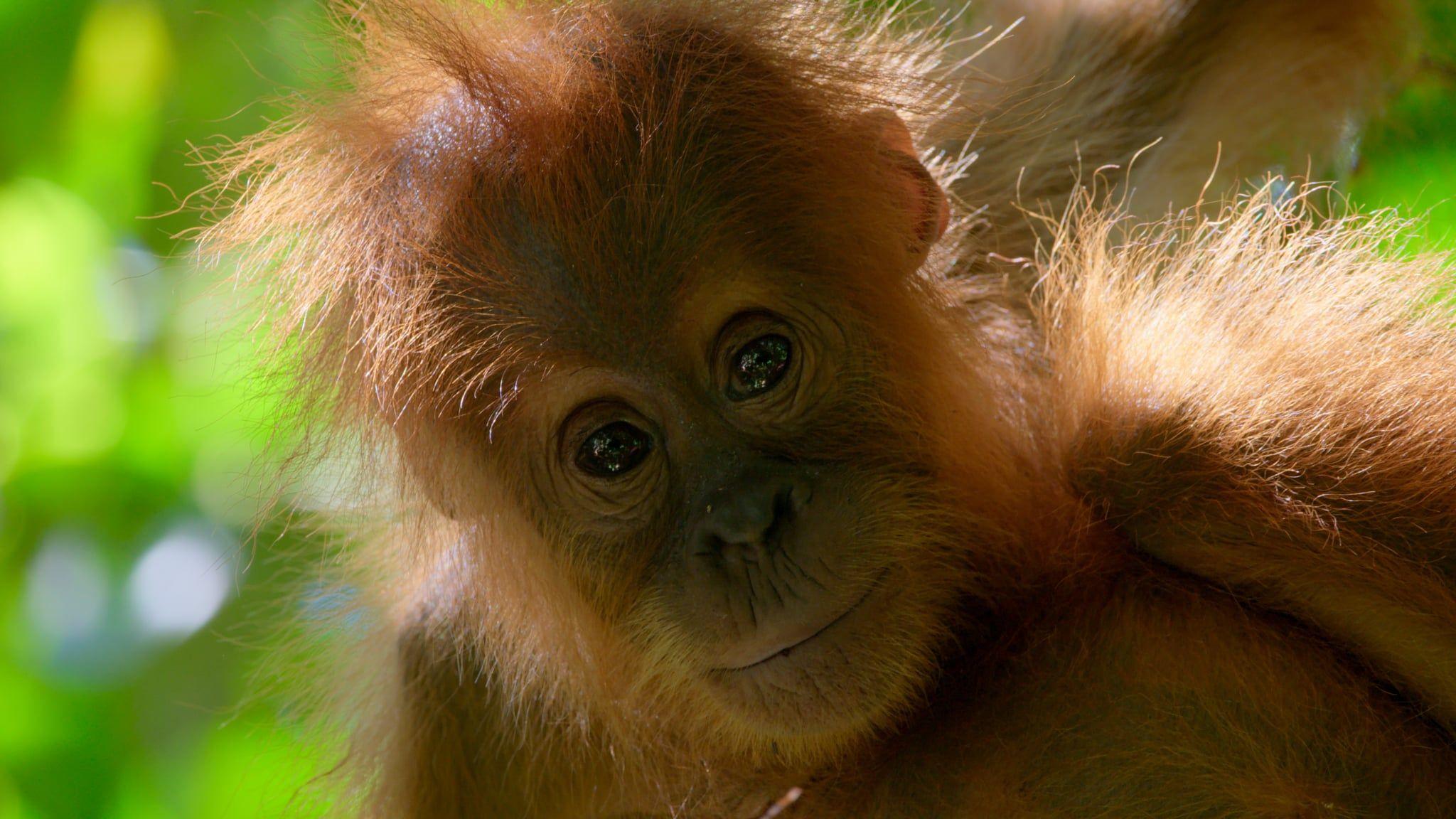 2048x1152 David Attenborough's Best Advice For Sustainable Living